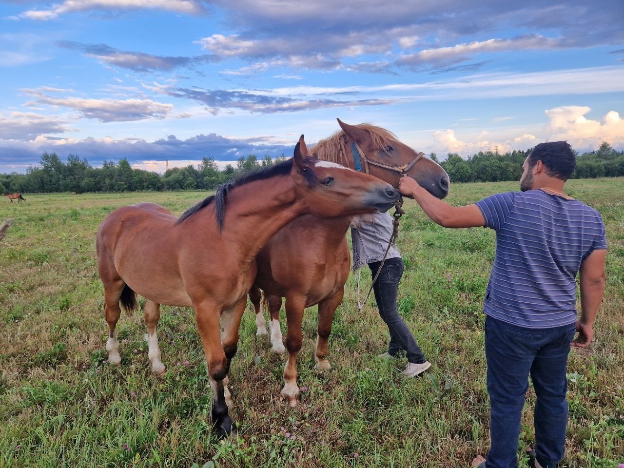 Season of exploration. Search for a draft horse. Part two - Travel across Russia, История России, Local history, VKontakte (link), Longpost