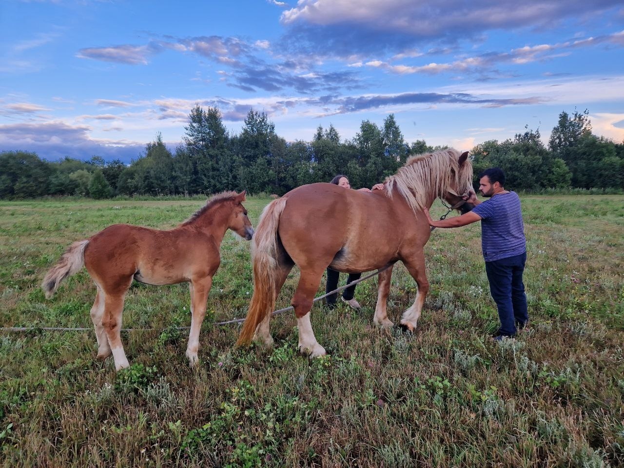 Season of exploration. Search for a draft horse. Part two - Travel across Russia, История России, Local history, VKontakte (link), Longpost