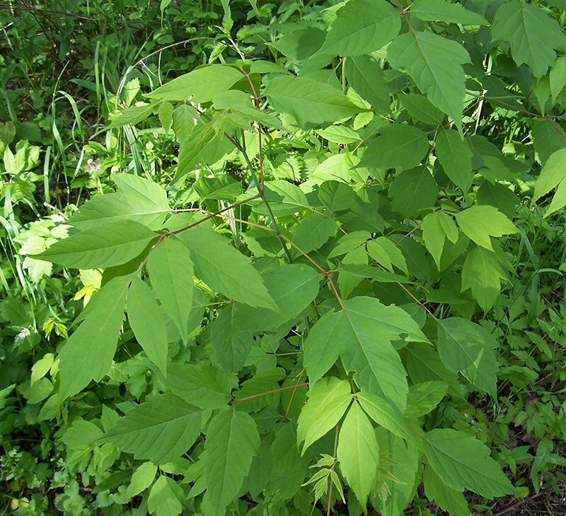 Import substitution of trees. In Moscow they began to actively get rid of the American maple and replace it with other trees - Maple, Moscow, Felling