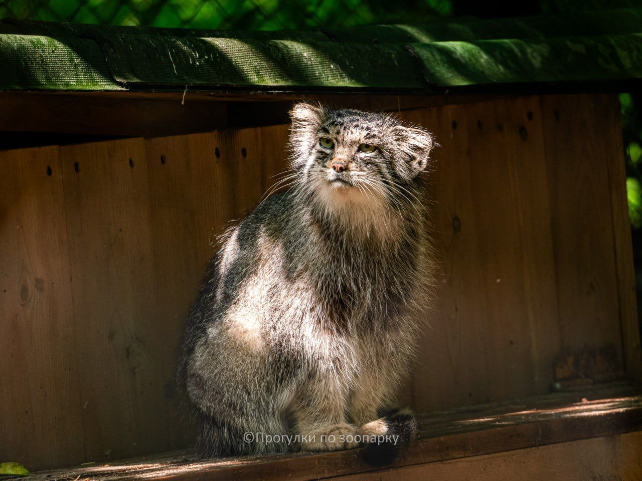 Always sad Mia - Wild animals, Predatory animals, Cat family, Pallas' cat, Small cats, The photo, Zoo, Novosibirsk Zoo, Video, Youtube, Telegram (link), YouTube (link), Longpost