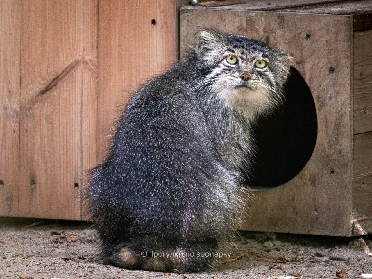 Always sad Mia - Wild animals, Predatory animals, Cat family, Pallas' cat, Small cats, The photo, Zoo, Novosibirsk Zoo, Video, Youtube, Telegram (link), YouTube (link), Longpost