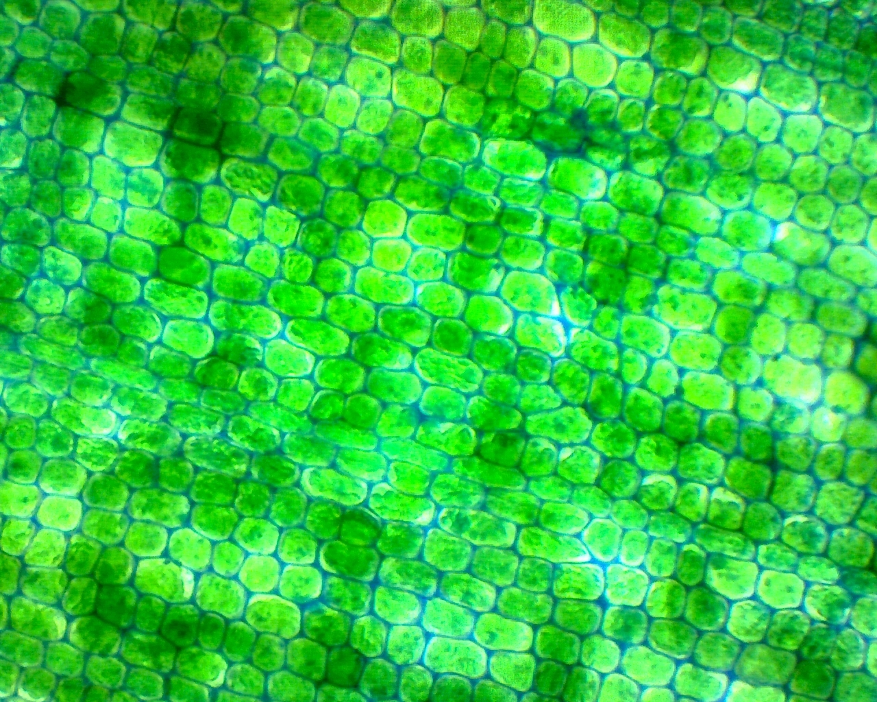 Algae under a microscope. Incomprehensible, but beautiful - My, Biology, Seaweed, Microscope, Video, Soundless, Longpost