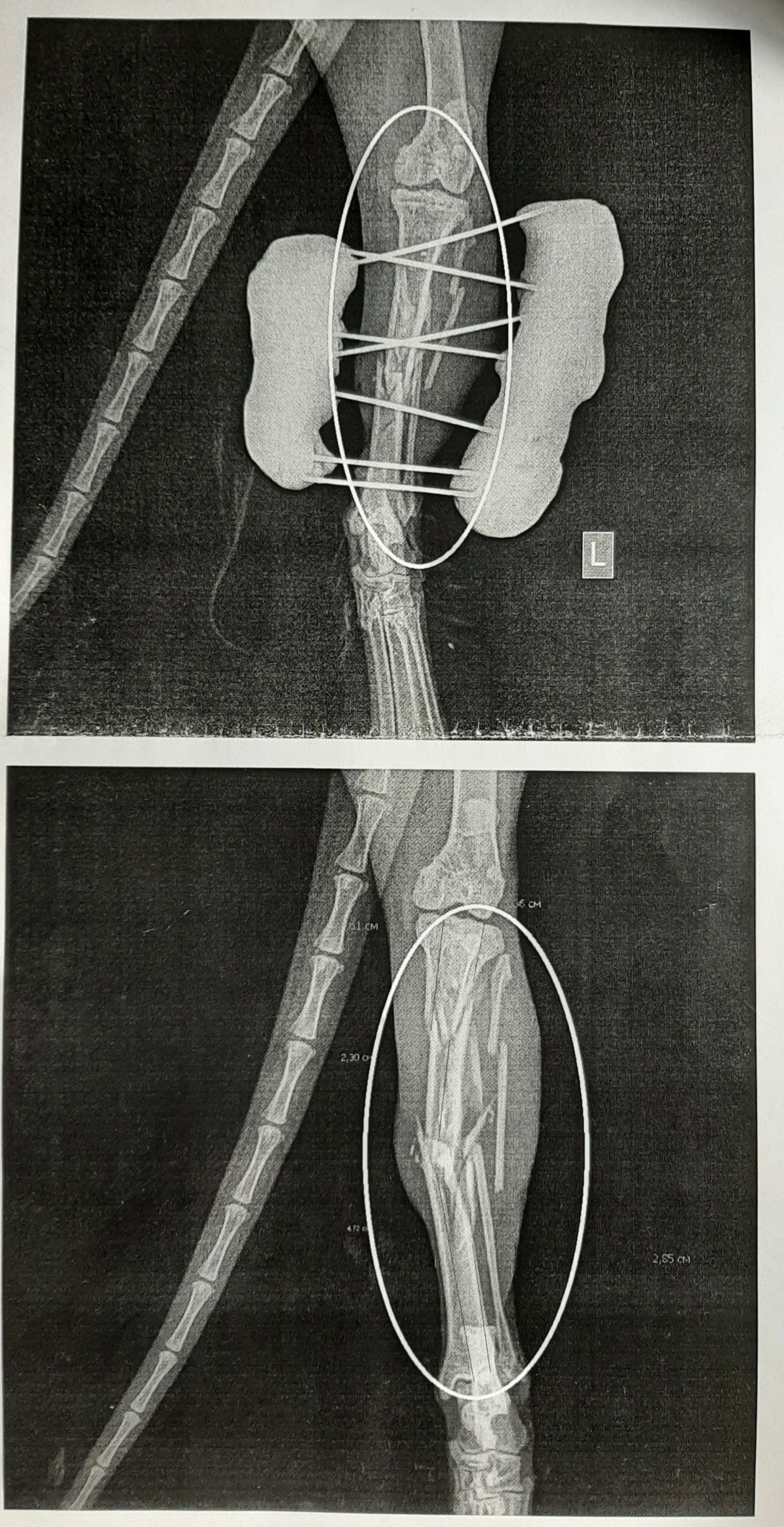 How we treated a cat with a fracture - My, cat, Operation, Fracture, Kamensk-Uralsky, Longpost