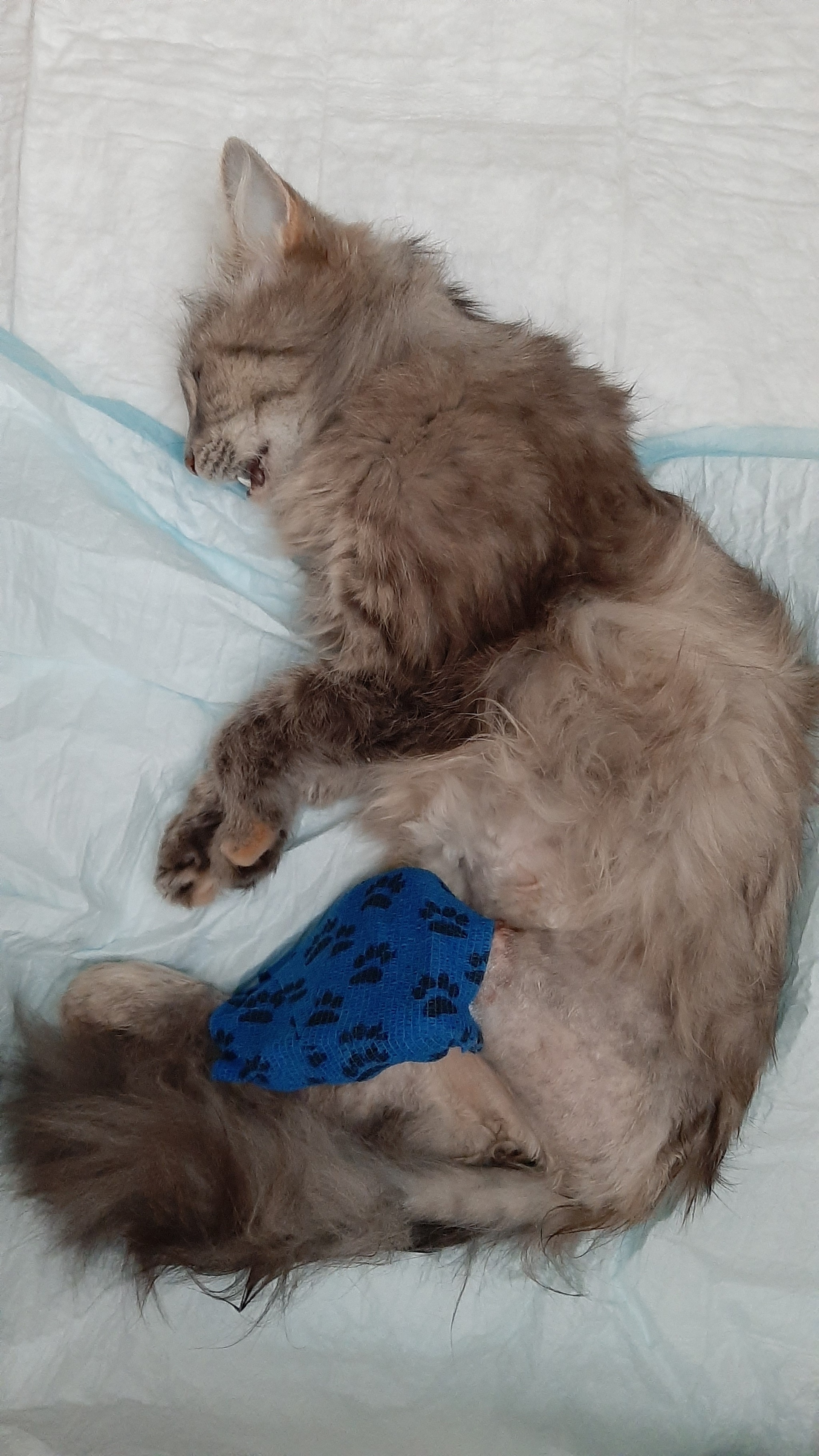 How we treated a cat with a fracture - My, cat, Operation, Fracture, Kamensk-Uralsky, Longpost