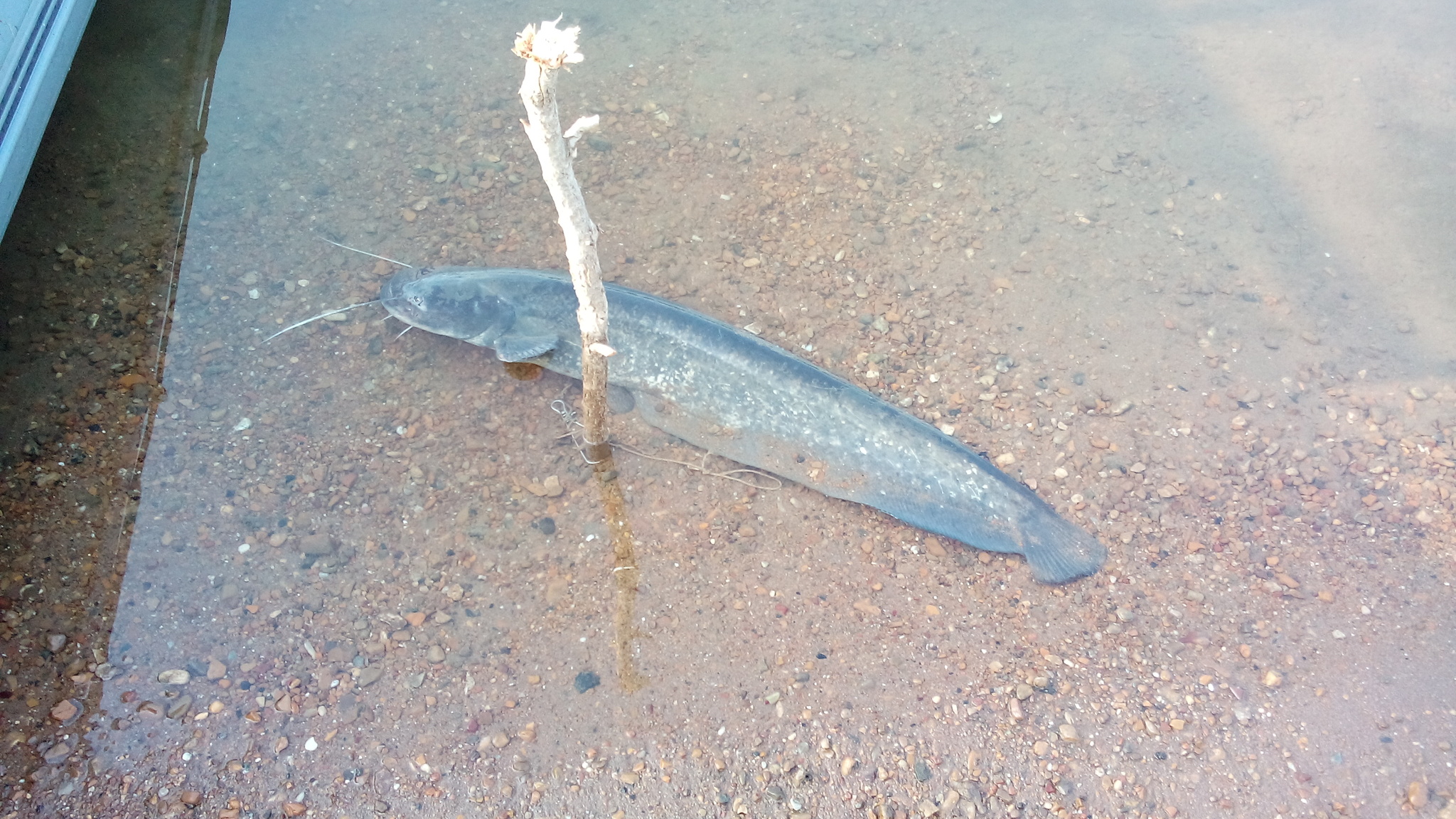 Reply to the post “I caught a catfish myself. Ural River - My, Fishing, Catfish, I share my joy, Belaya River, Reply to post, Longpost