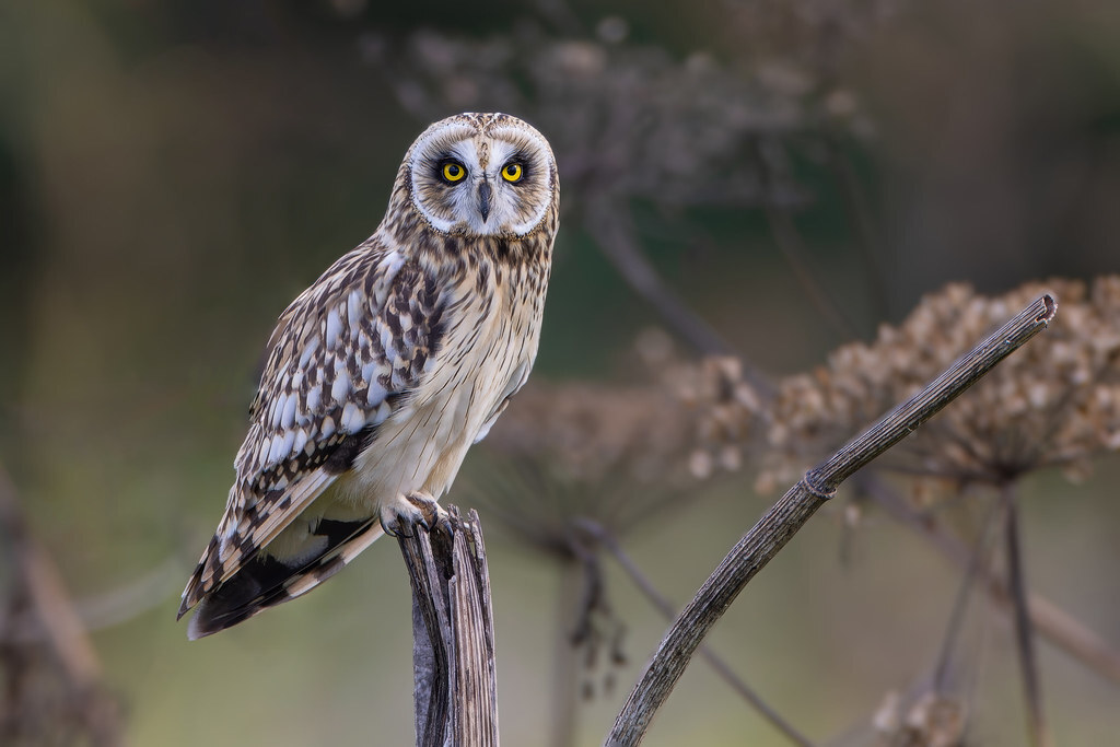 Short-eared owl - My, The nature of Russia, Birds, Ornithology, Photo hunting, Owl, Swamp owl, Predator birds, Bird watching, Chick