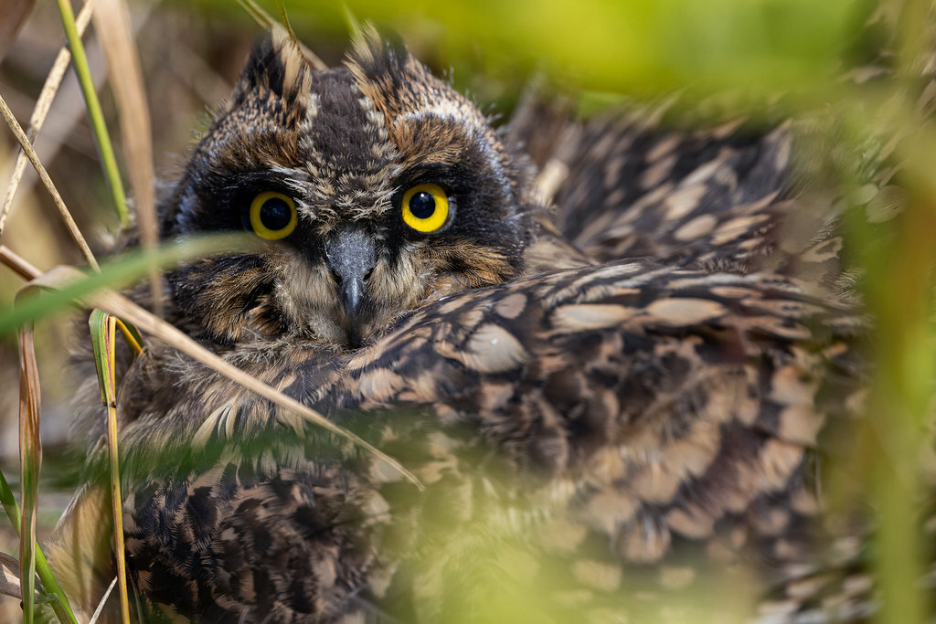 Short-eared owl - My, The nature of Russia, Birds, Ornithology, Photo hunting, Owl, Swamp owl, Predator birds, Bird watching, Chick