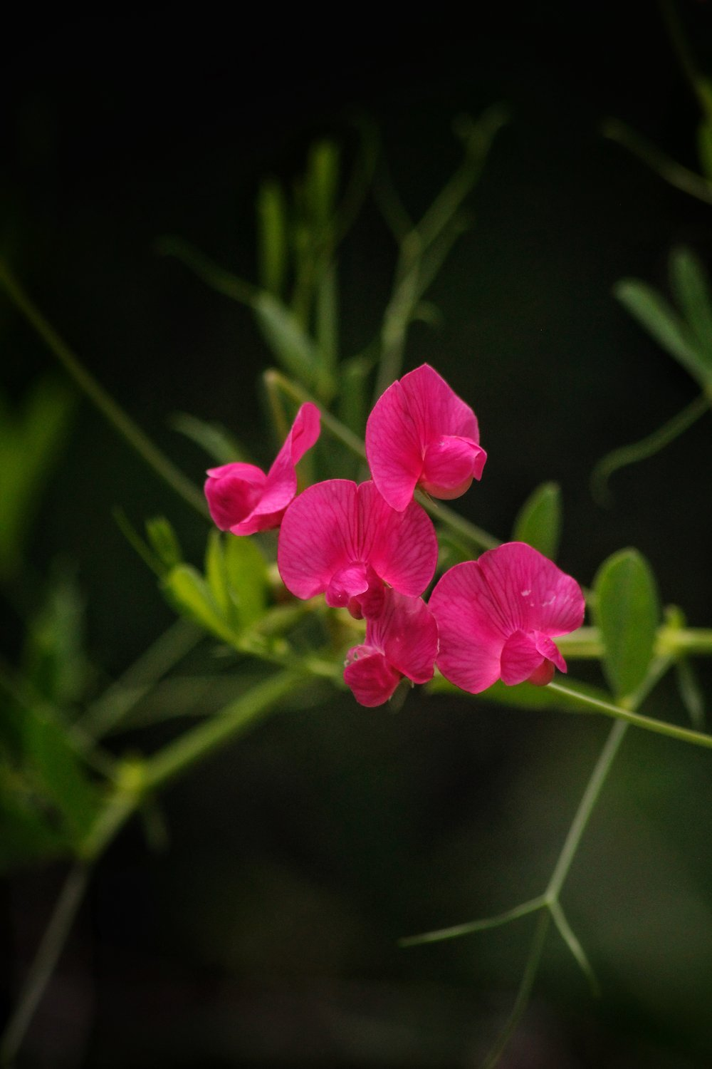 China tuberiferous - China, Plants, Bloom, Flowers, The photo, beauty, perennial, Legumes, wildlife