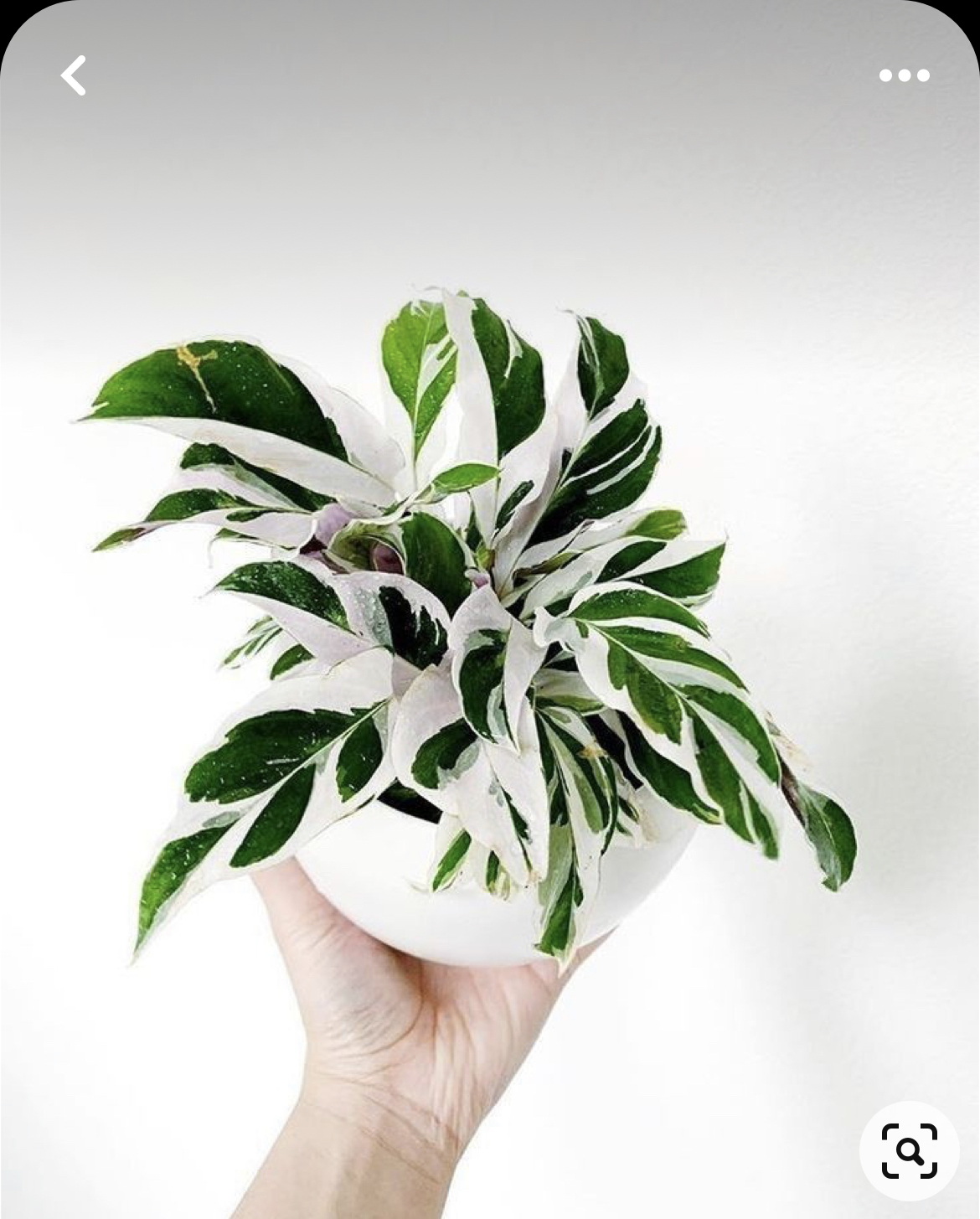 Calathea White Fusion - My, Plants, Houseplants, Gardening, Calathea, Text, Longpost, Plant growing