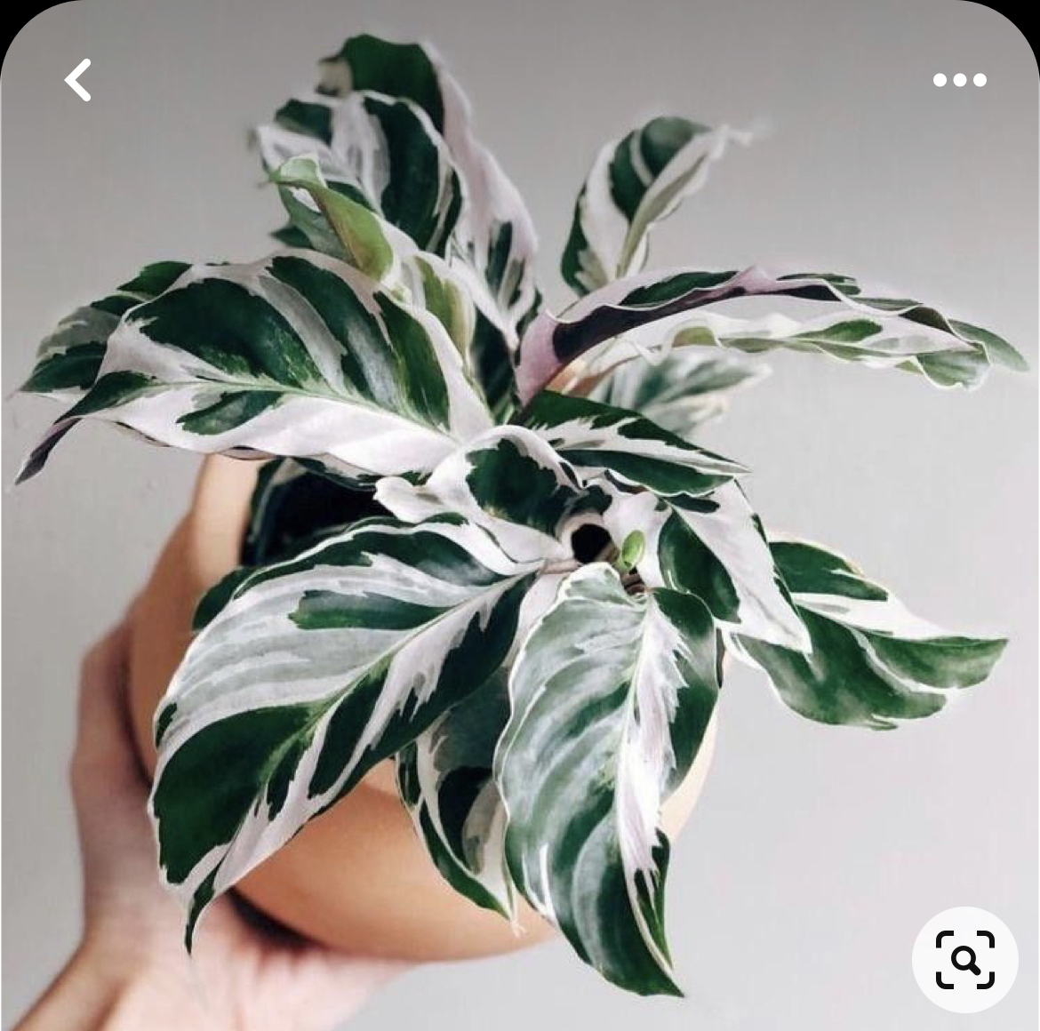 Calathea White Fusion - My, Plants, Houseplants, Gardening, Calathea, Text, Longpost, Plant growing