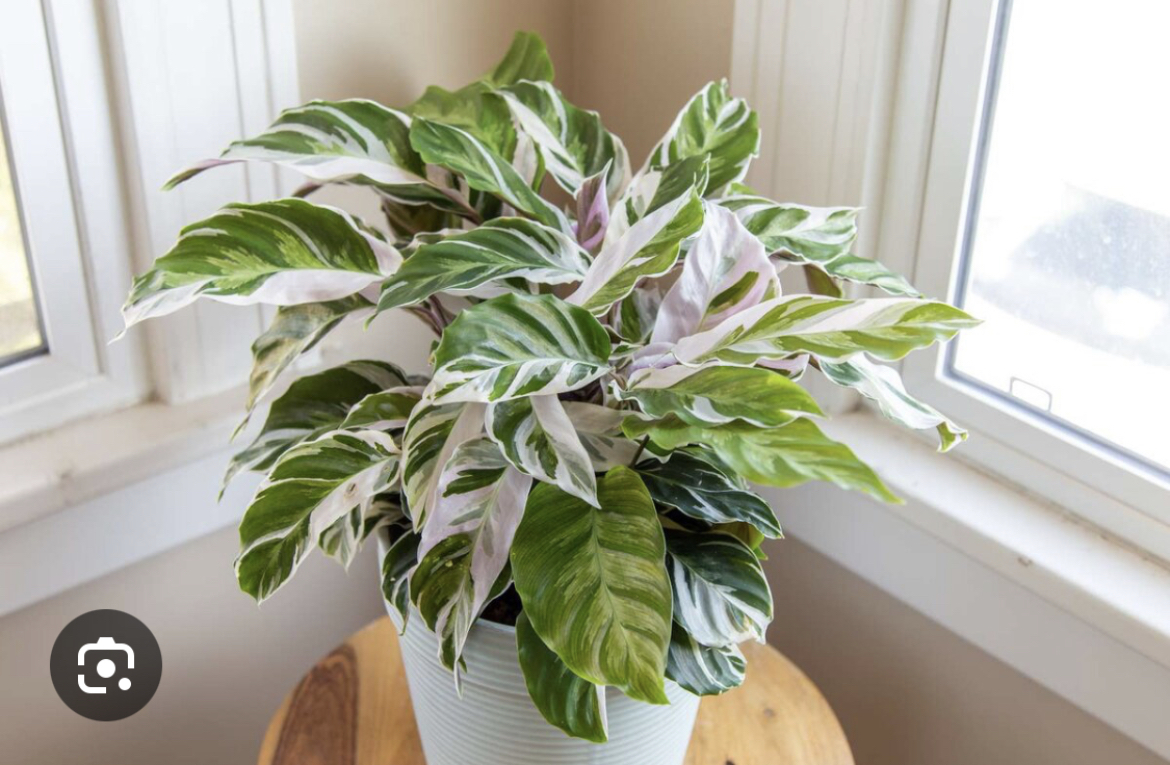 Calathea White Fusion - My, Plants, Houseplants, Gardening, Calathea, Text, Longpost, Plant growing