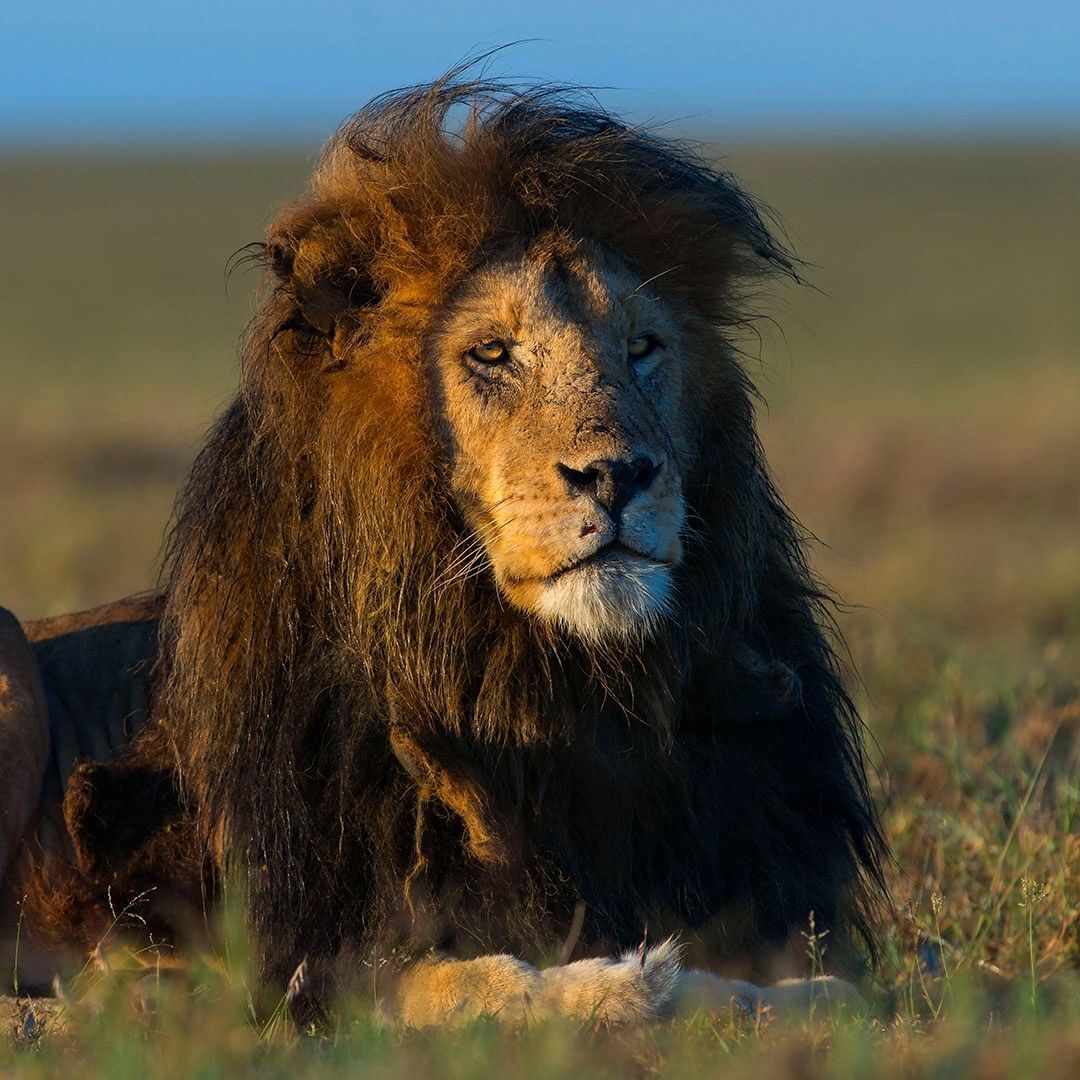 Just a king - a lion, Big cats, Cat family, Predatory animals, Wild animals, wildlife, National park, Serengeti, Africa, The photo