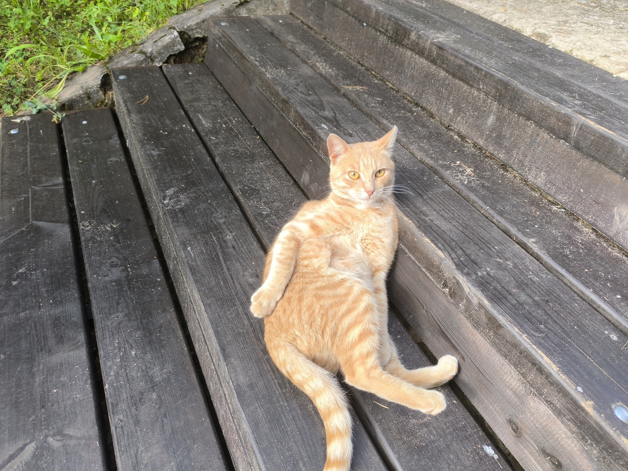 There's clearly a shortage of cats here - cat, Animals, Seliger, Relaxation, Summer, Longpost