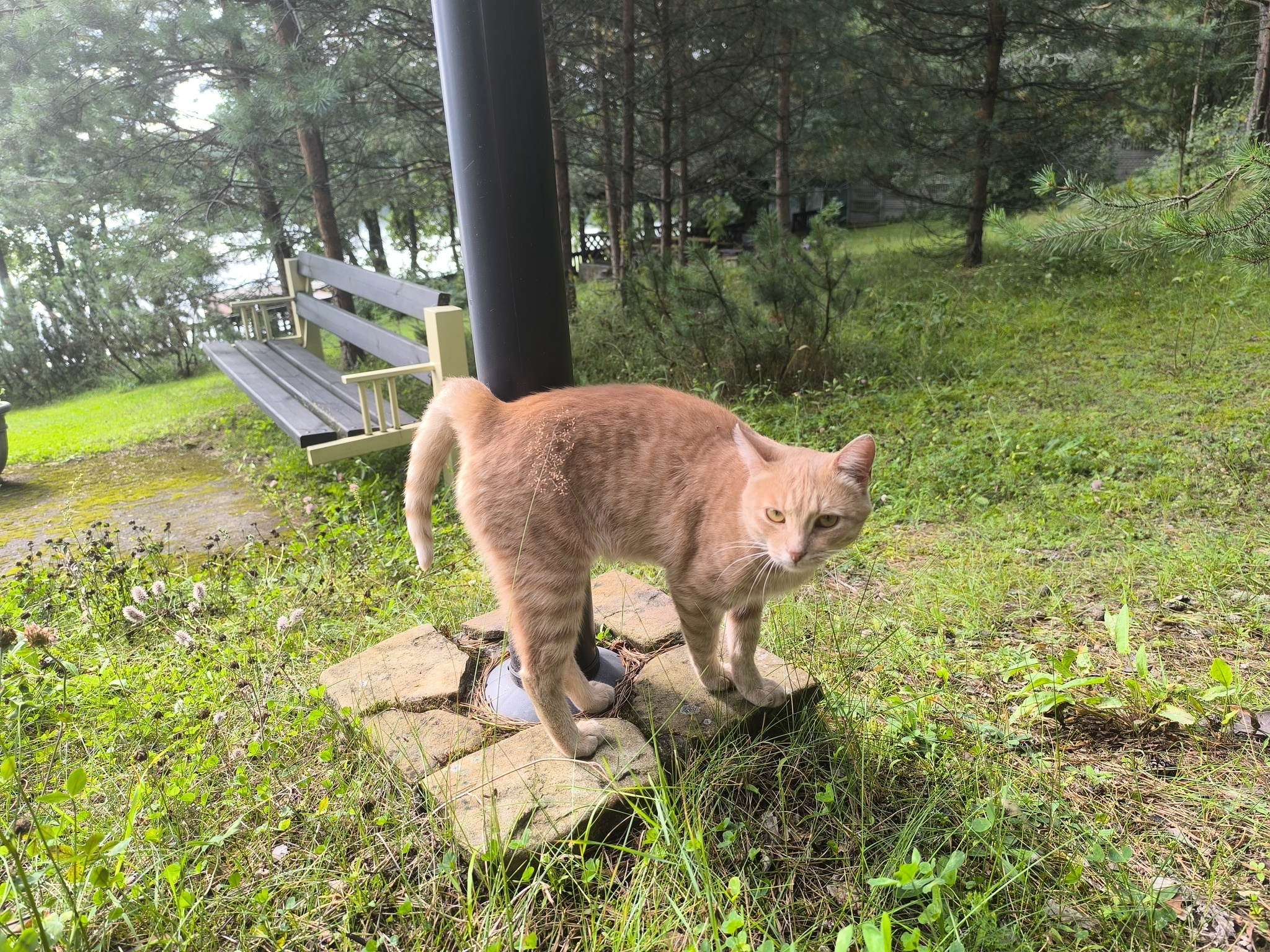 There's clearly a shortage of cats here - cat, Animals, Seliger, Relaxation, Summer, Longpost