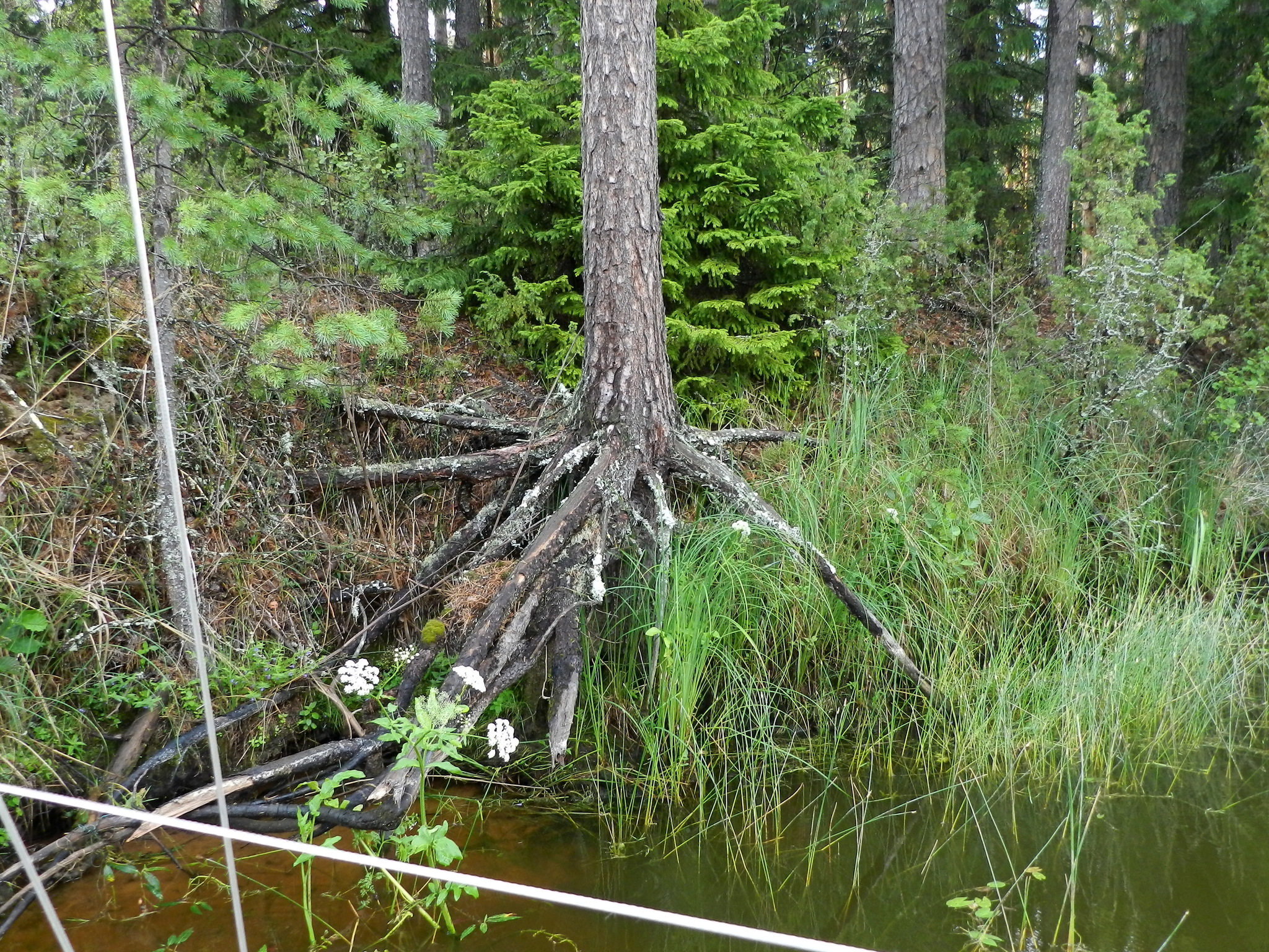 Yacht - 2024. A little trip. Part 6 - My, Yacht, Rybinsk Reservoir, Mologa, Camping, Sail, Hike, Travels, Video, Vertical video, Longpost, Nature, G Vesyegonsk, River, Island, Shower