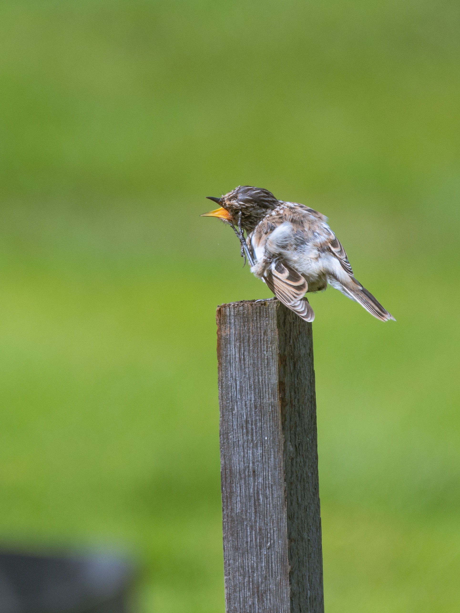 Mint - My, The photo, Nikon, Birds, Chisel, Photo hunting, Ornithology League, Longpost