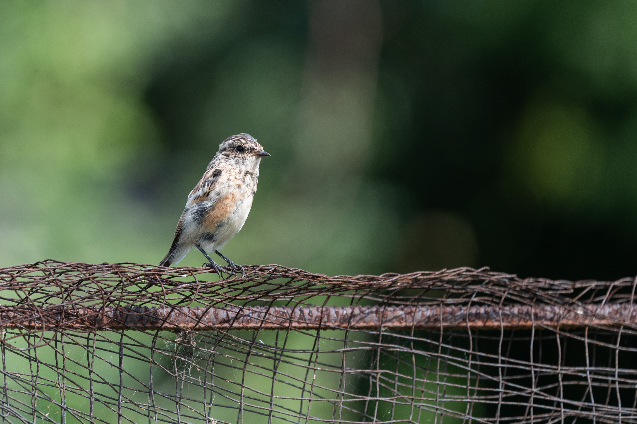 Mint - My, The photo, Nikon, Birds, Chisel, Photo hunting, Ornithology League, Longpost