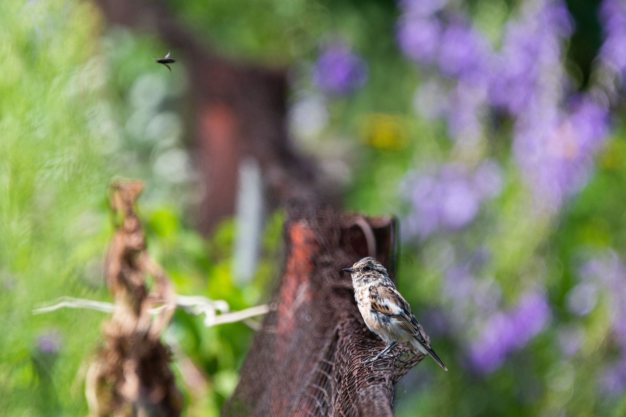 Mint - My, The photo, Nikon, Birds, Chisel, Photo hunting, Ornithology League, Longpost