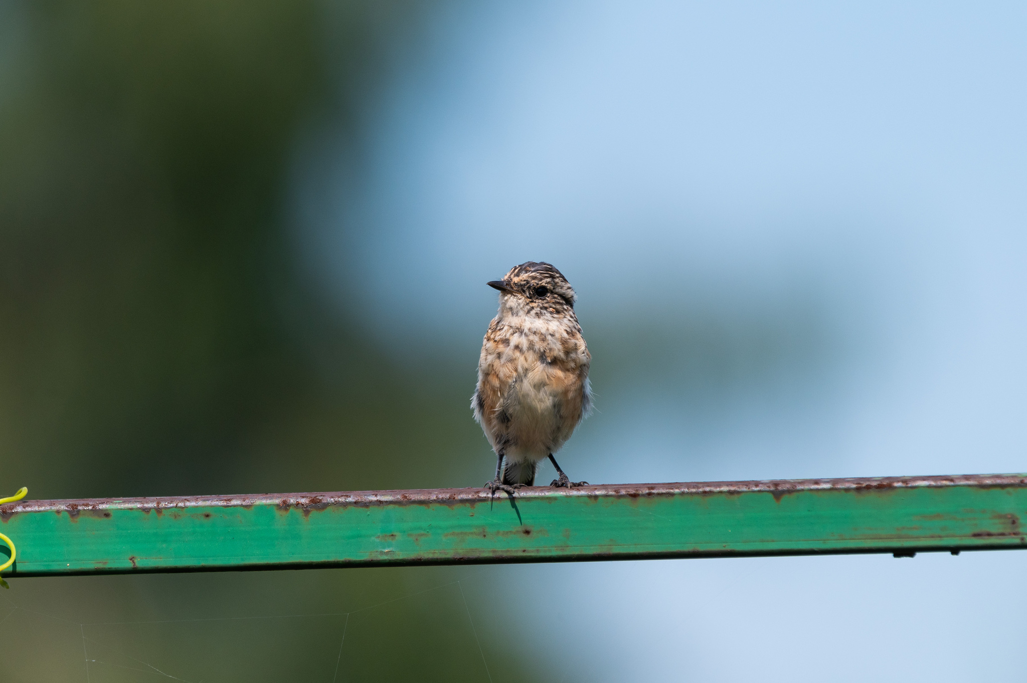 Mint - My, The photo, Nikon, Birds, Chisel, Photo hunting, Ornithology League, Longpost