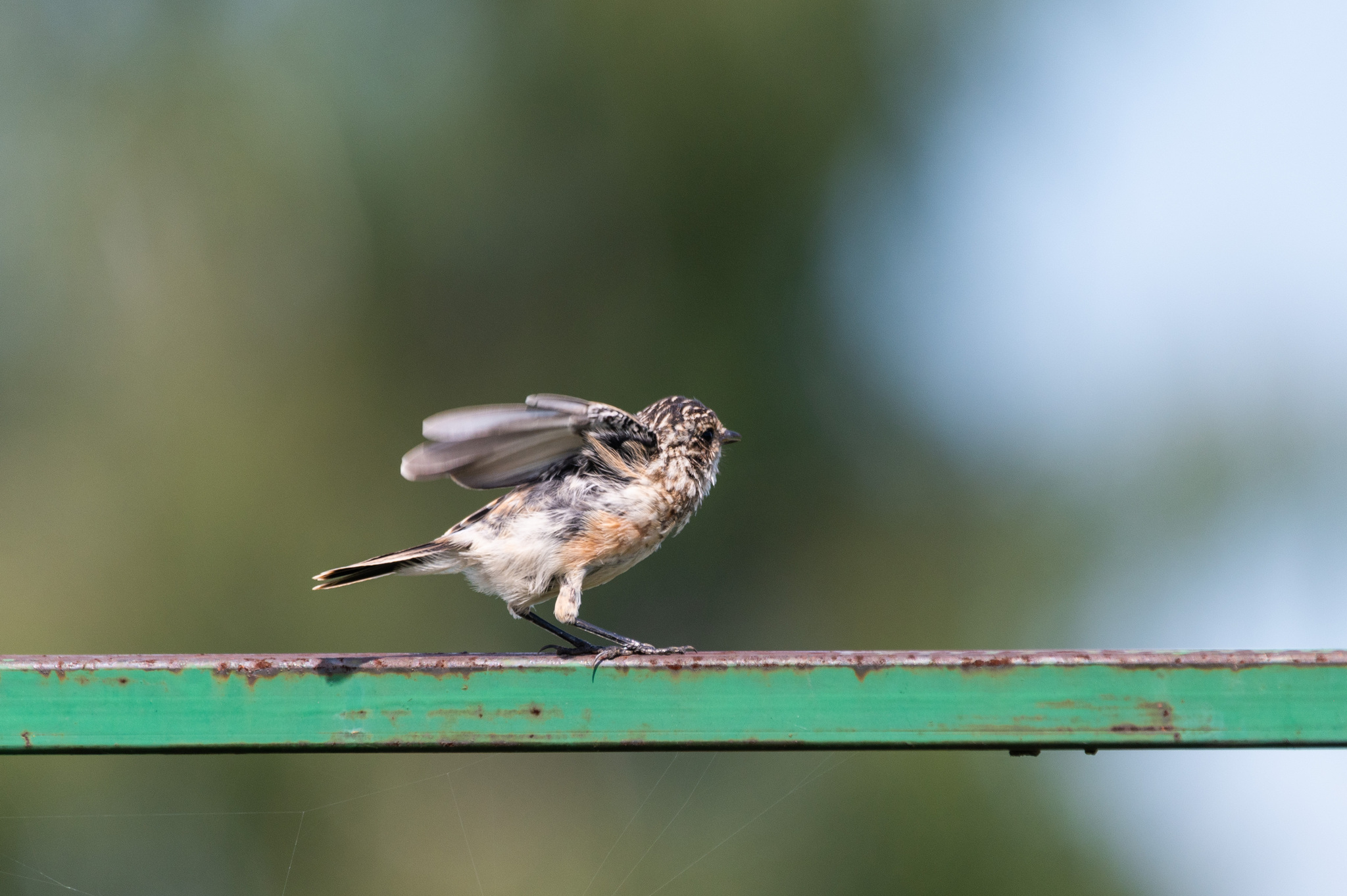 Mint - My, The photo, Nikon, Birds, Chisel, Photo hunting, Ornithology League, Longpost