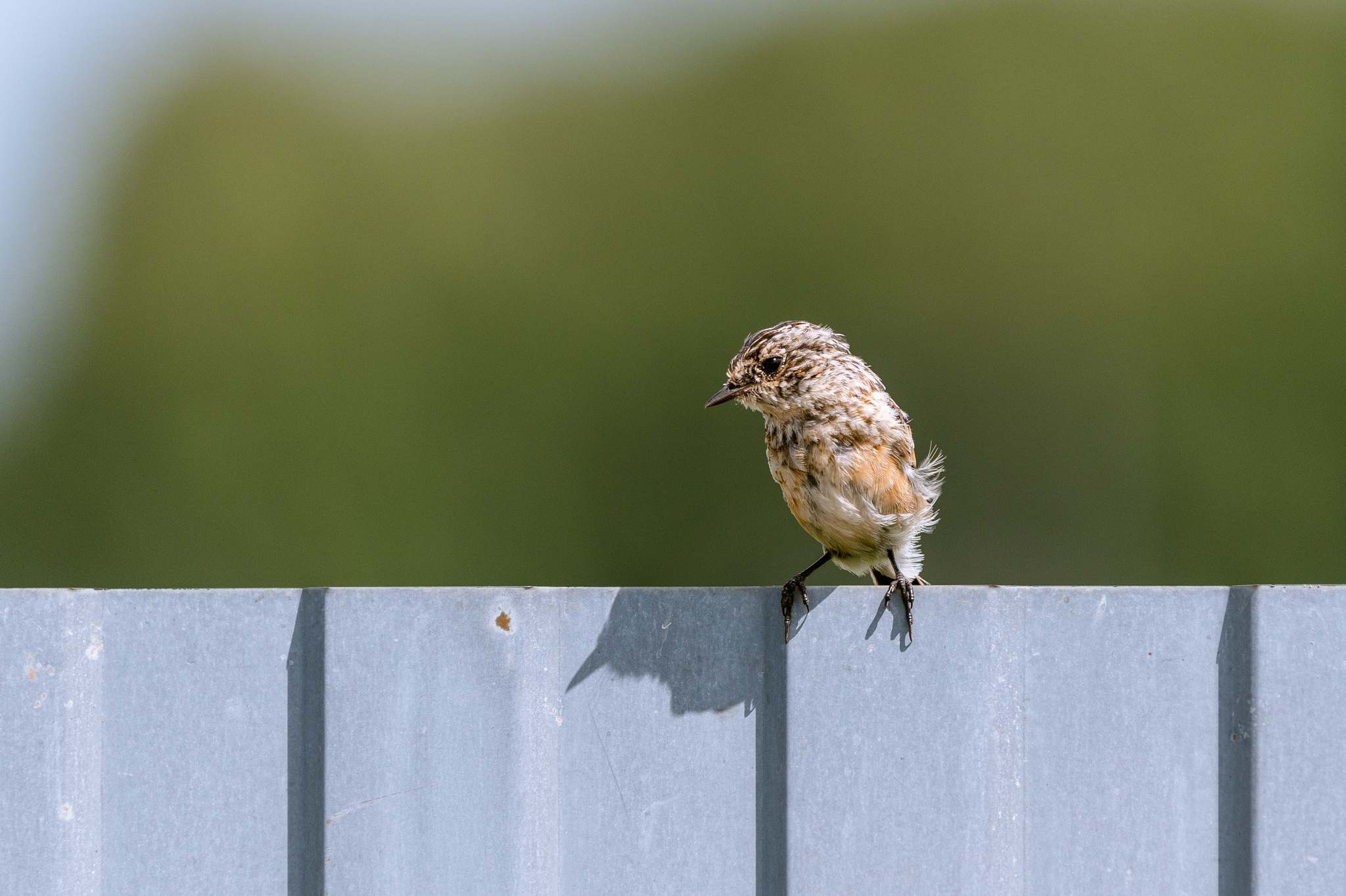 Mint - My, The photo, Nikon, Birds, Chisel, Photo hunting, Ornithology League, Longpost