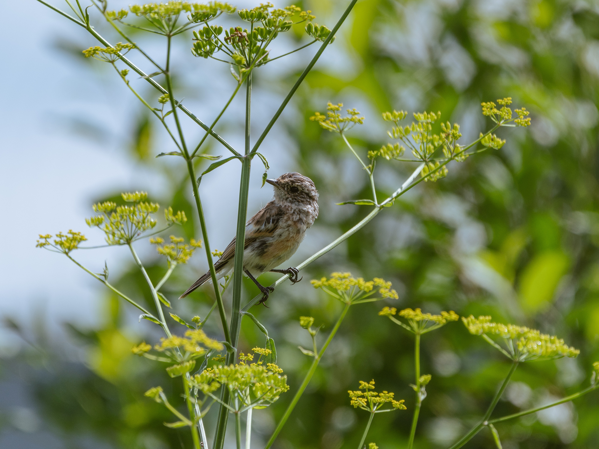 Mint - My, The photo, Nikon, Birds, Chisel, Photo hunting, Ornithology League, Longpost