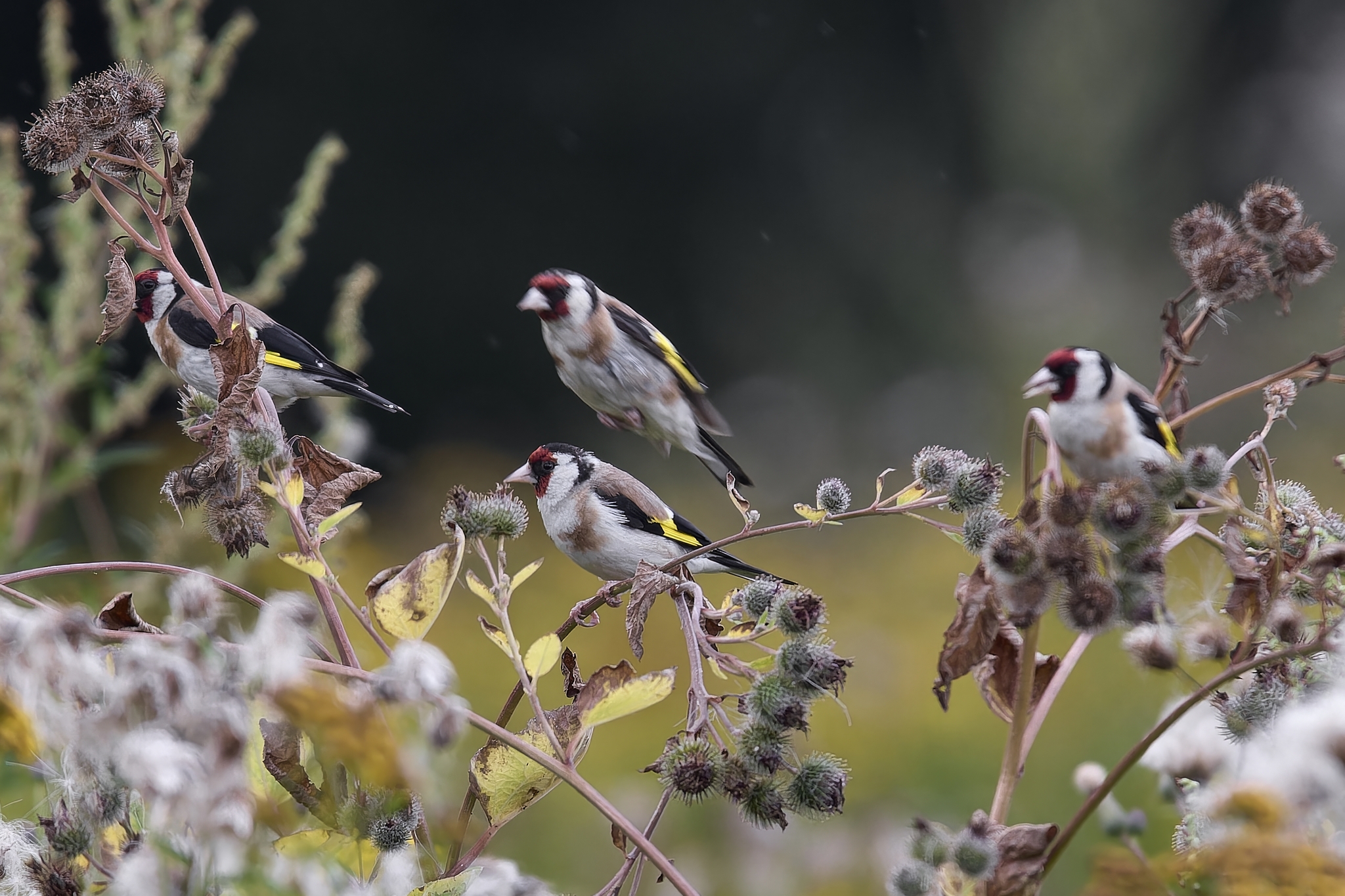 Gang of Goldfinches (Bitsevsky Park) - My, Canon, Photo hunting, Ornithology, Ornithology League, Birds, Goldfinch, Bitsevsky Park, Bird watching, Moscow, The photo