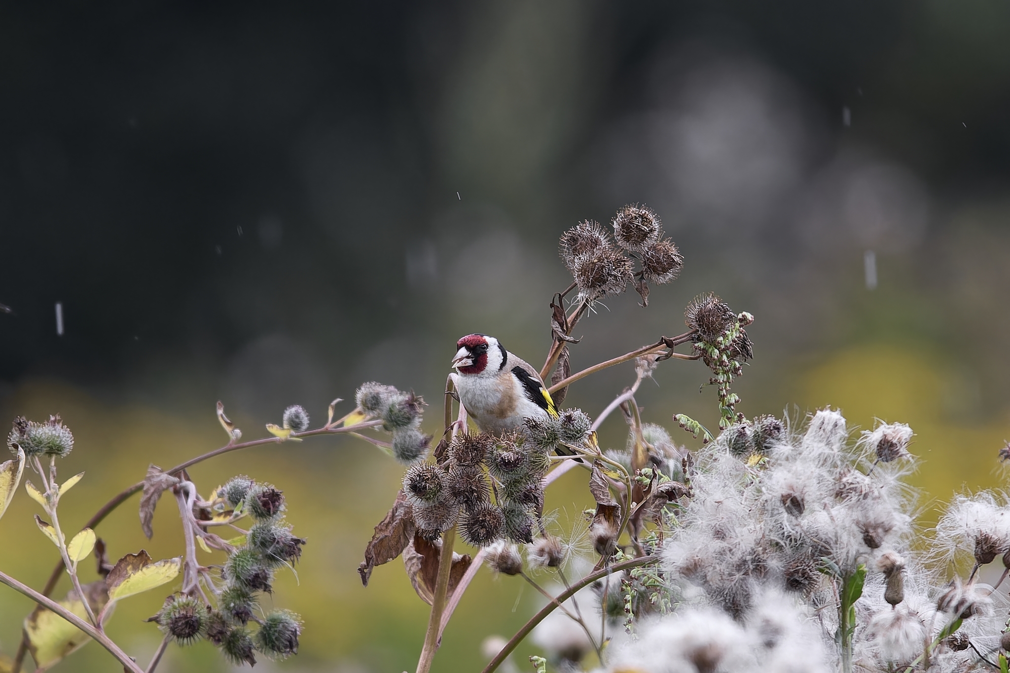 Gang of Goldfinches (Bitsevsky Park) - My, Canon, Photo hunting, Ornithology, Ornithology League, Birds, Goldfinch, Bitsevsky Park, Bird watching, Moscow, The photo