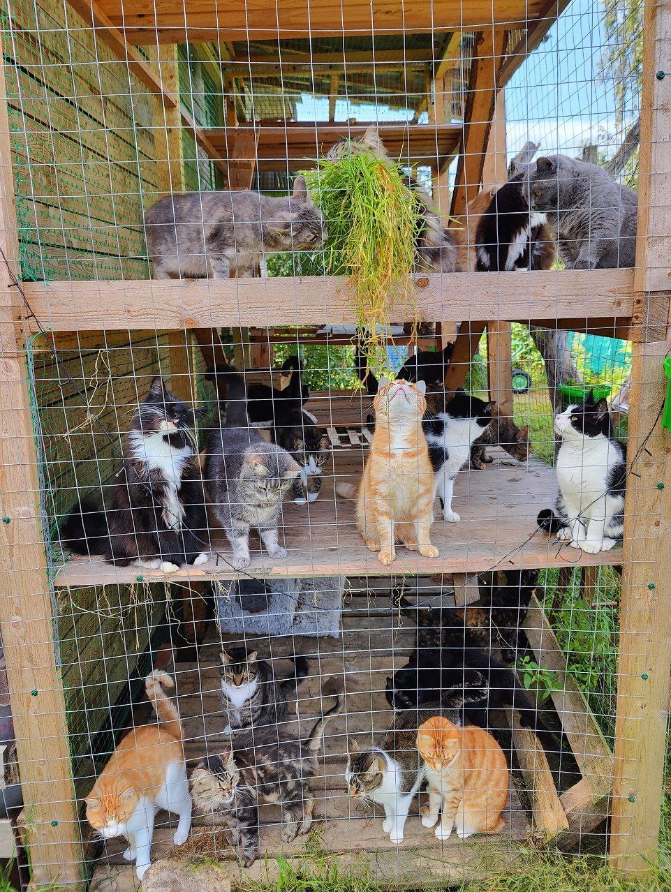 Hello everyone from Catnip from cats rescued from dachas (some were near death). They're having a great summer - My, cat, Kittens, Dacha, Video, Longpost, Cat lovers, Fluffy, Tosno, Pet the cat, Vertical video, Post #11637635