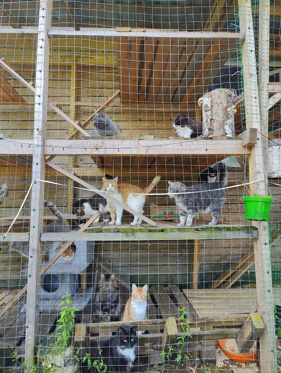 Hello everyone from Catnip from cats rescued from dachas (some were near death). They're having a great summer - My, cat, Kittens, Dacha, Video, Longpost, Cat lovers, Fluffy, Tosno, Pet the cat, Vertical video, Post #11637635