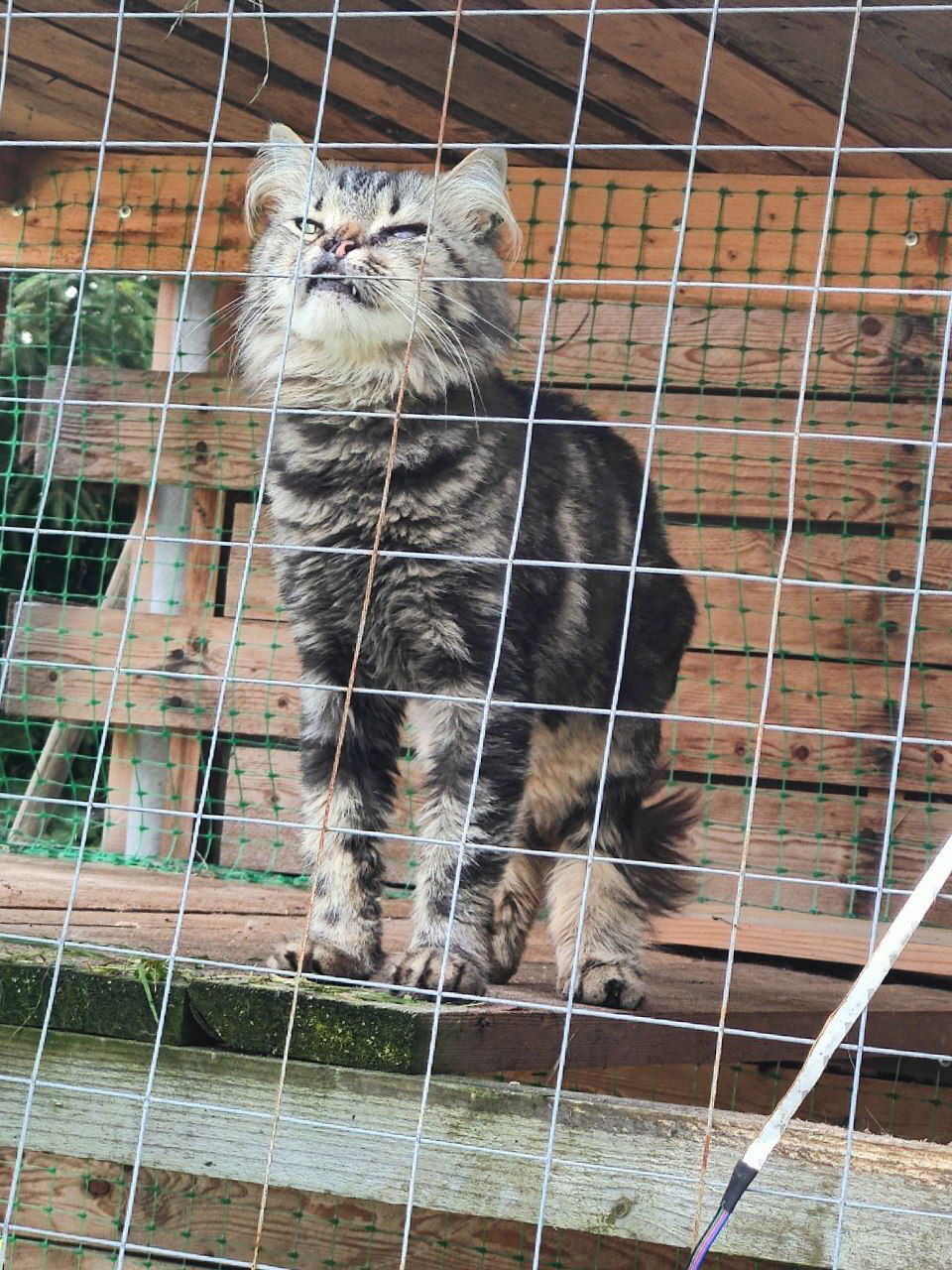 Hello everyone from Catnip from cats rescued from dachas (some were near death). They're having a great summer - My, cat, Kittens, Dacha, Video, Longpost, Cat lovers, Fluffy, Tosno, Pet the cat, Vertical video, Post #11637635