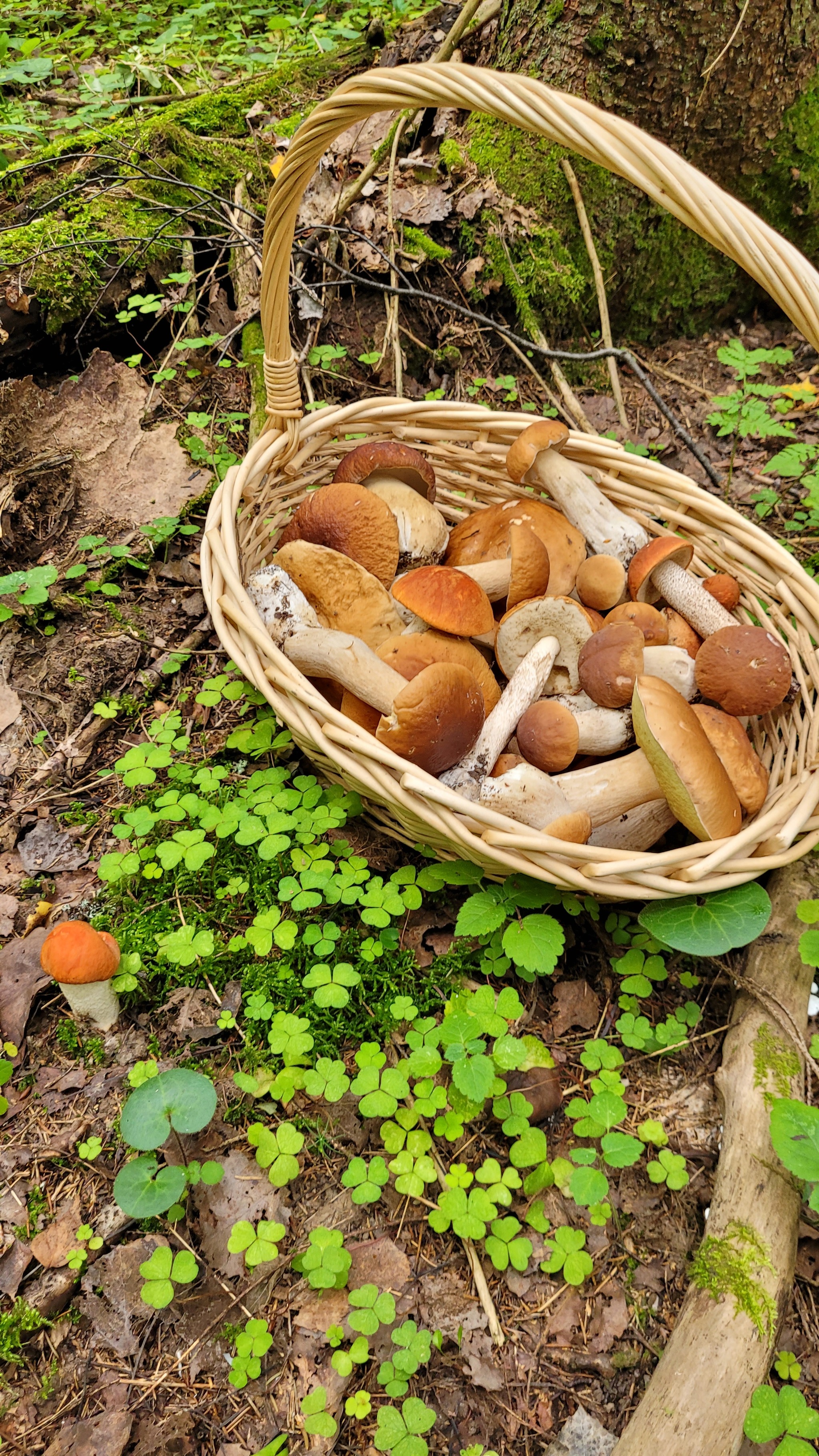 First time picking mushrooms this year. Moscow region, August 7, 2024 - My, Mushrooms, Moscow region, Longpost