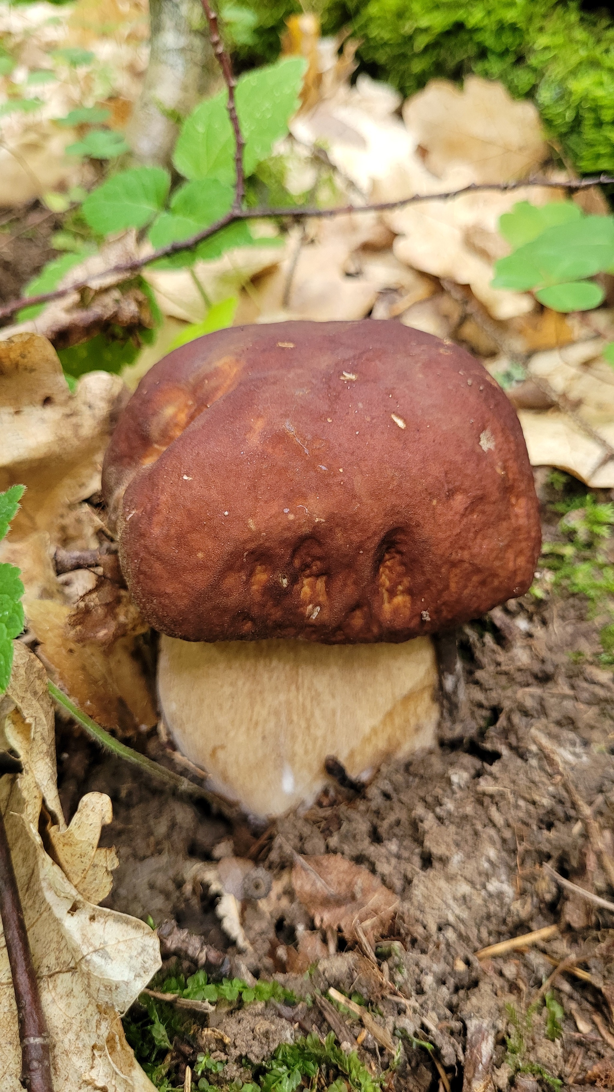 First time picking mushrooms this year. Moscow region, August 7, 2024 - My, Mushrooms, Moscow region, Longpost