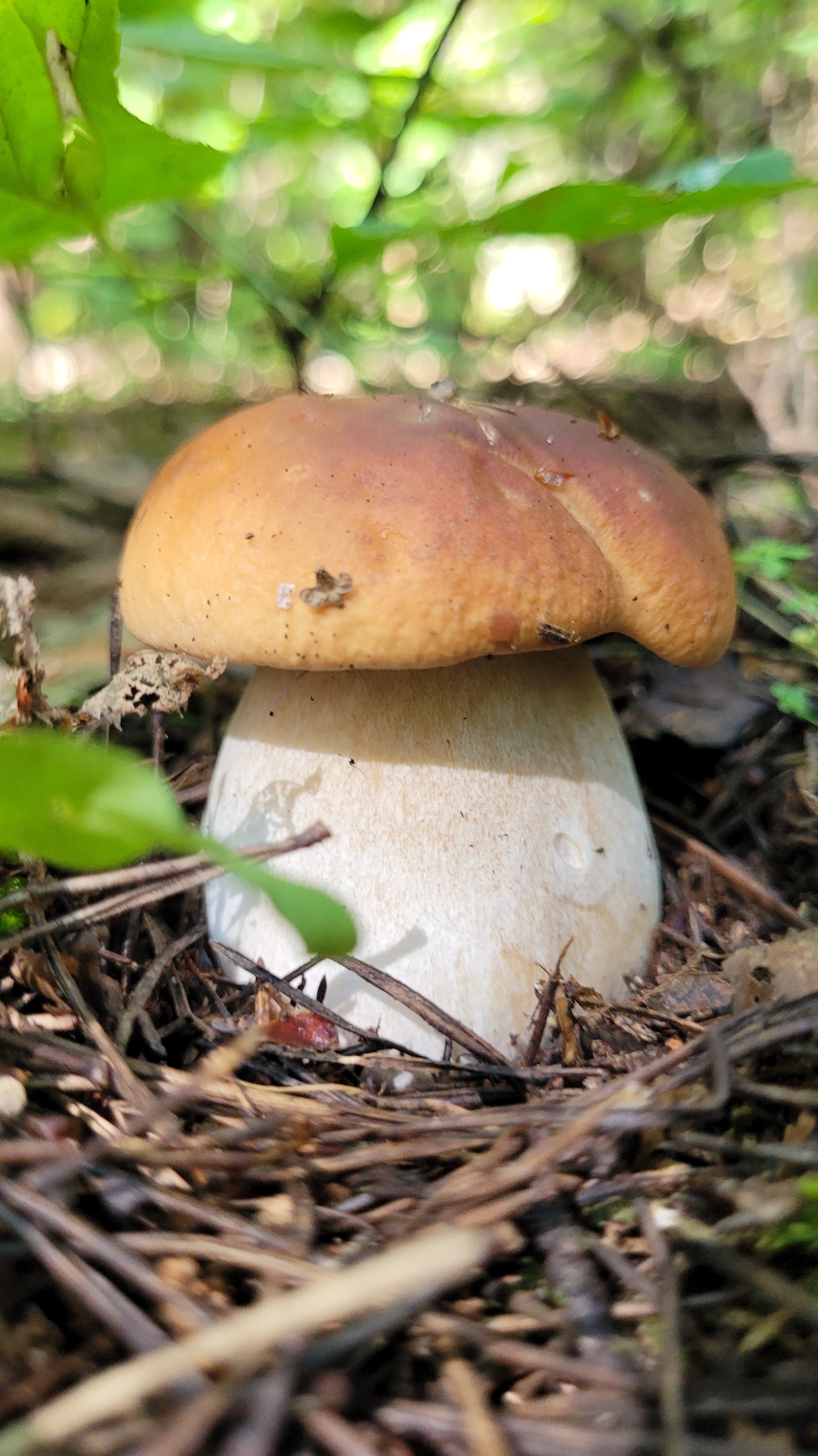 First time picking mushrooms this year. Moscow region, August 7, 2024 - My, Mushrooms, Moscow region, Longpost