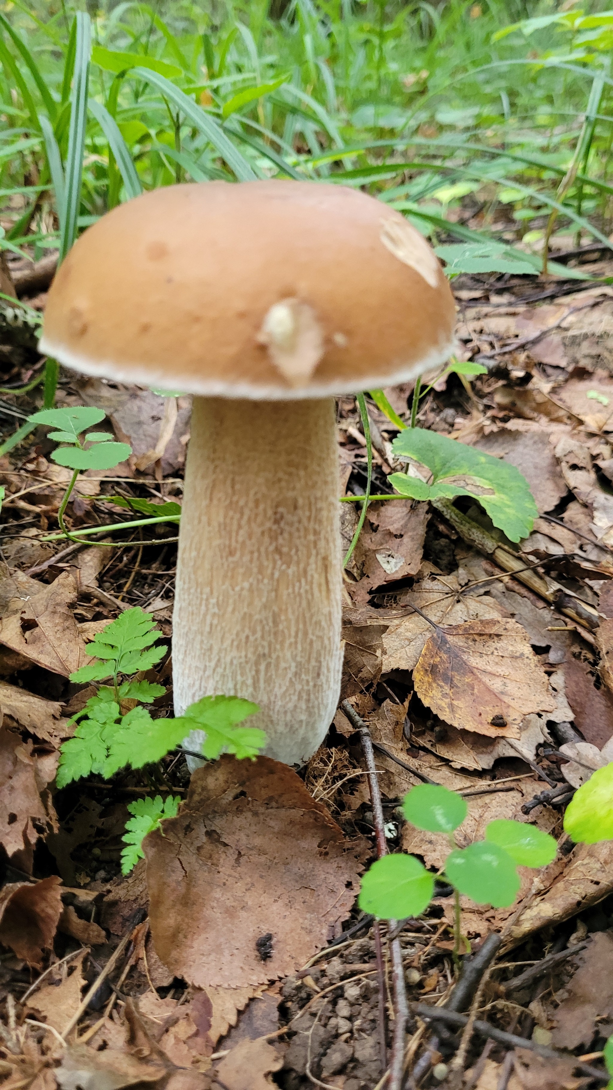 First time picking mushrooms this year. Moscow region, August 7, 2024 - My, Mushrooms, Moscow region, Longpost