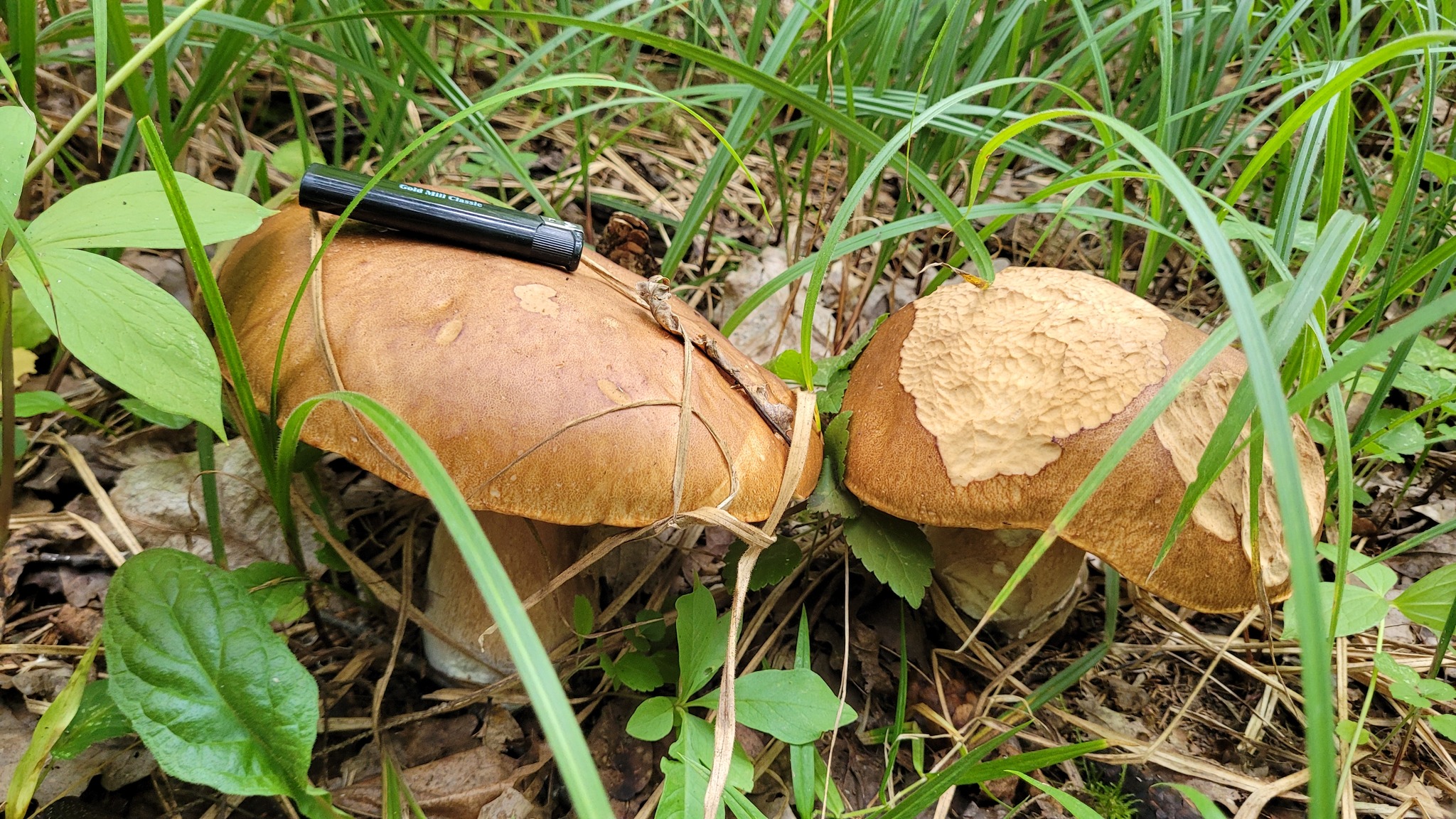 First time picking mushrooms this year. Moscow region, August 7, 2024 - My, Mushrooms, Moscow region, Longpost