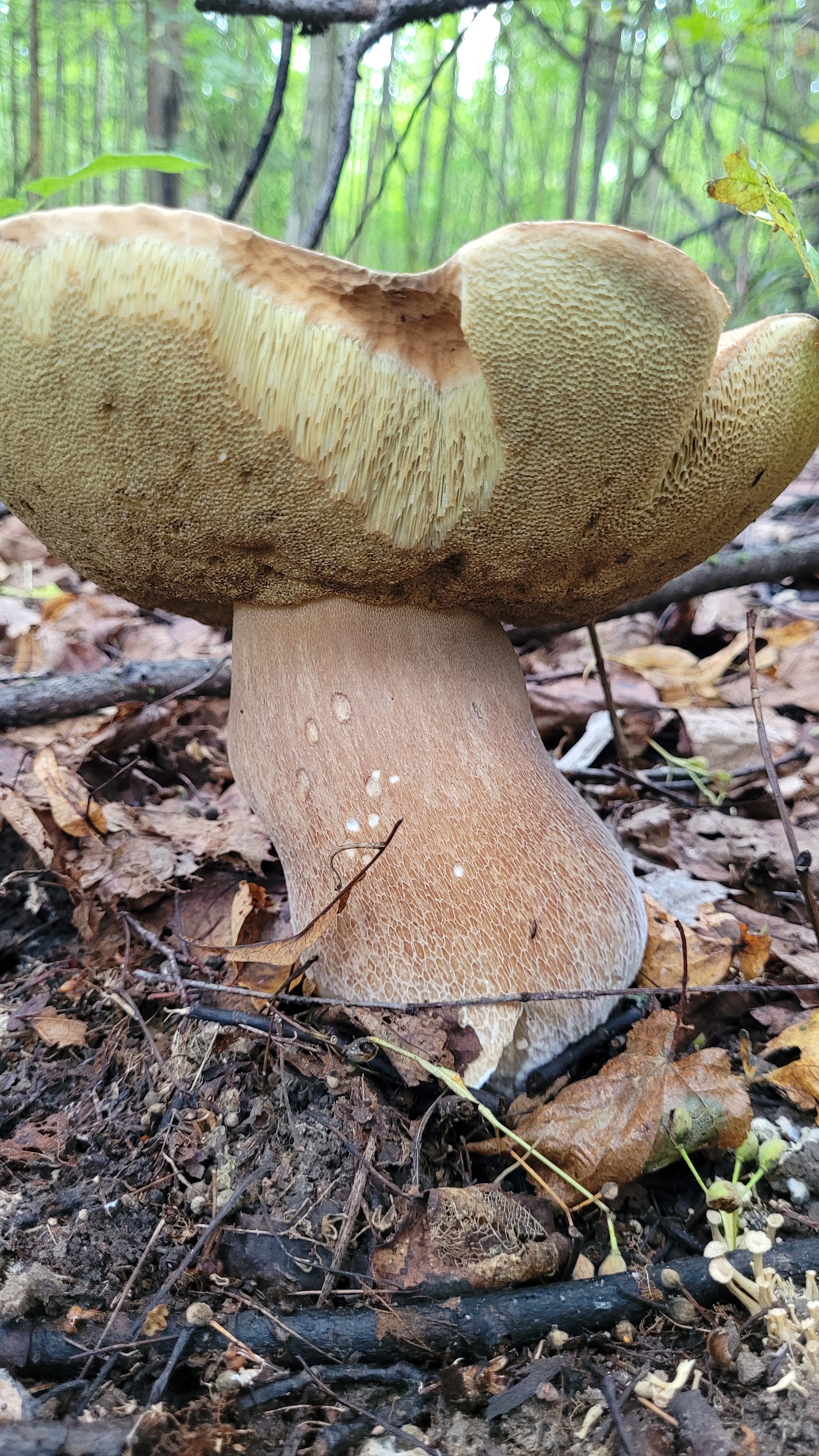 First time picking mushrooms this year. Moscow region, August 7, 2024 - My, Mushrooms, Moscow region, Longpost