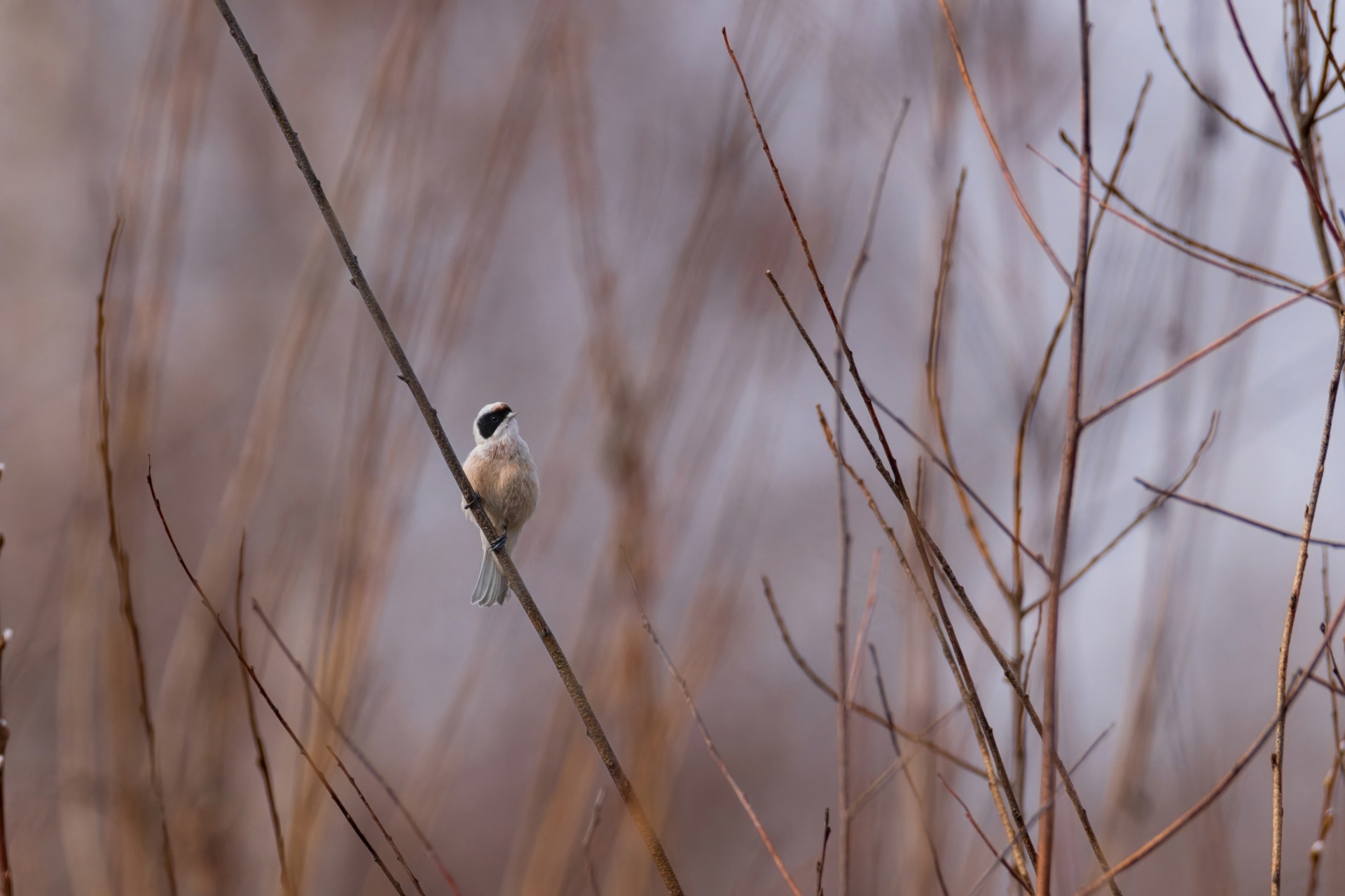 Bird portraits part 3 - My, Picture with text, Bird watching, Birds, Jay, Thrush, Jackdaw, Goldfinch, Partridge, Remez, Waxwing, Nuthatch, Longpost