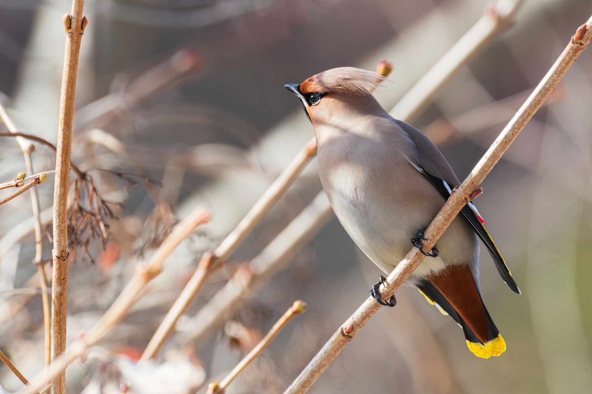 Bird portraits part 3 - My, Picture with text, Bird watching, Birds, Jay, Thrush, Jackdaw, Goldfinch, Partridge, Remez, Waxwing, Nuthatch, Longpost