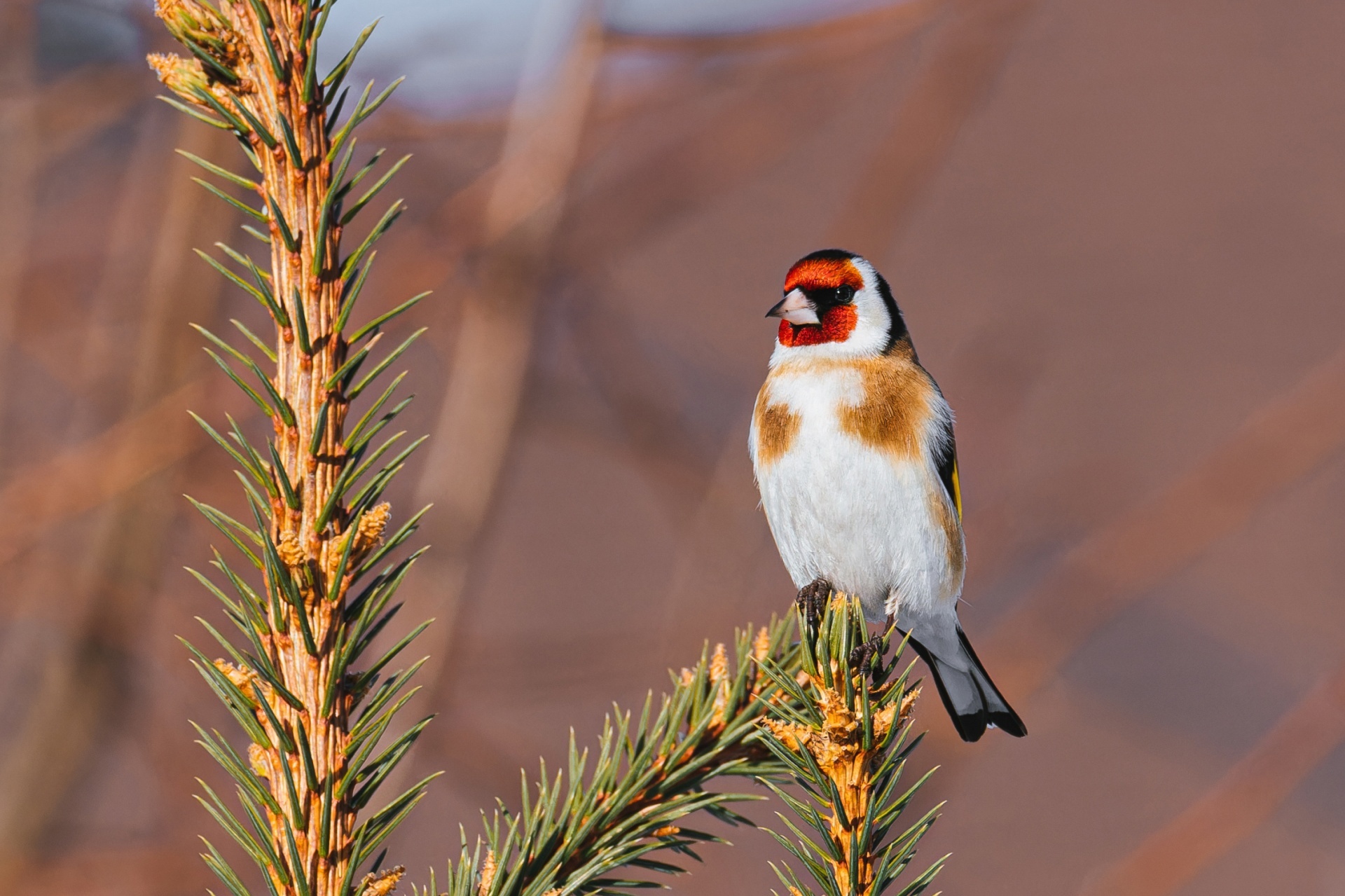 Bird portraits part 3 - My, Picture with text, Bird watching, Birds, Jay, Thrush, Jackdaw, Goldfinch, Partridge, Remez, Waxwing, Nuthatch, Longpost