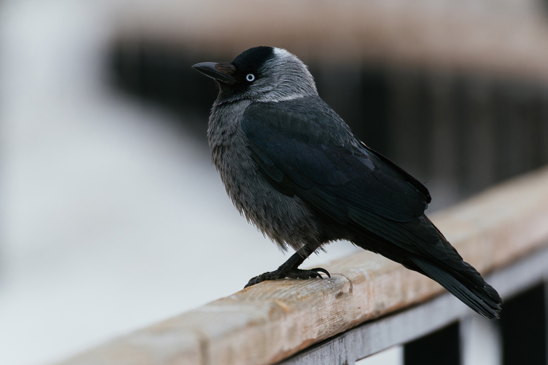 Bird portraits part 3 - My, Picture with text, Bird watching, Birds, Jay, Thrush, Jackdaw, Goldfinch, Partridge, Remez, Waxwing, Nuthatch, Longpost