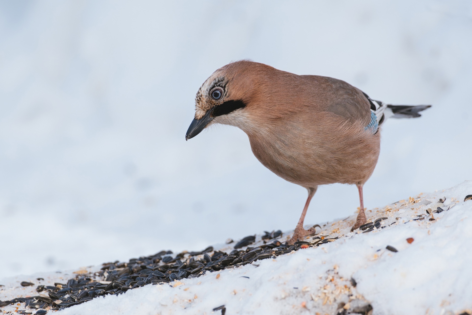 Bird portraits part 3 - My, Picture with text, Bird watching, Birds, Jay, Thrush, Jackdaw, Goldfinch, Partridge, Remez, Waxwing, Nuthatch, Longpost