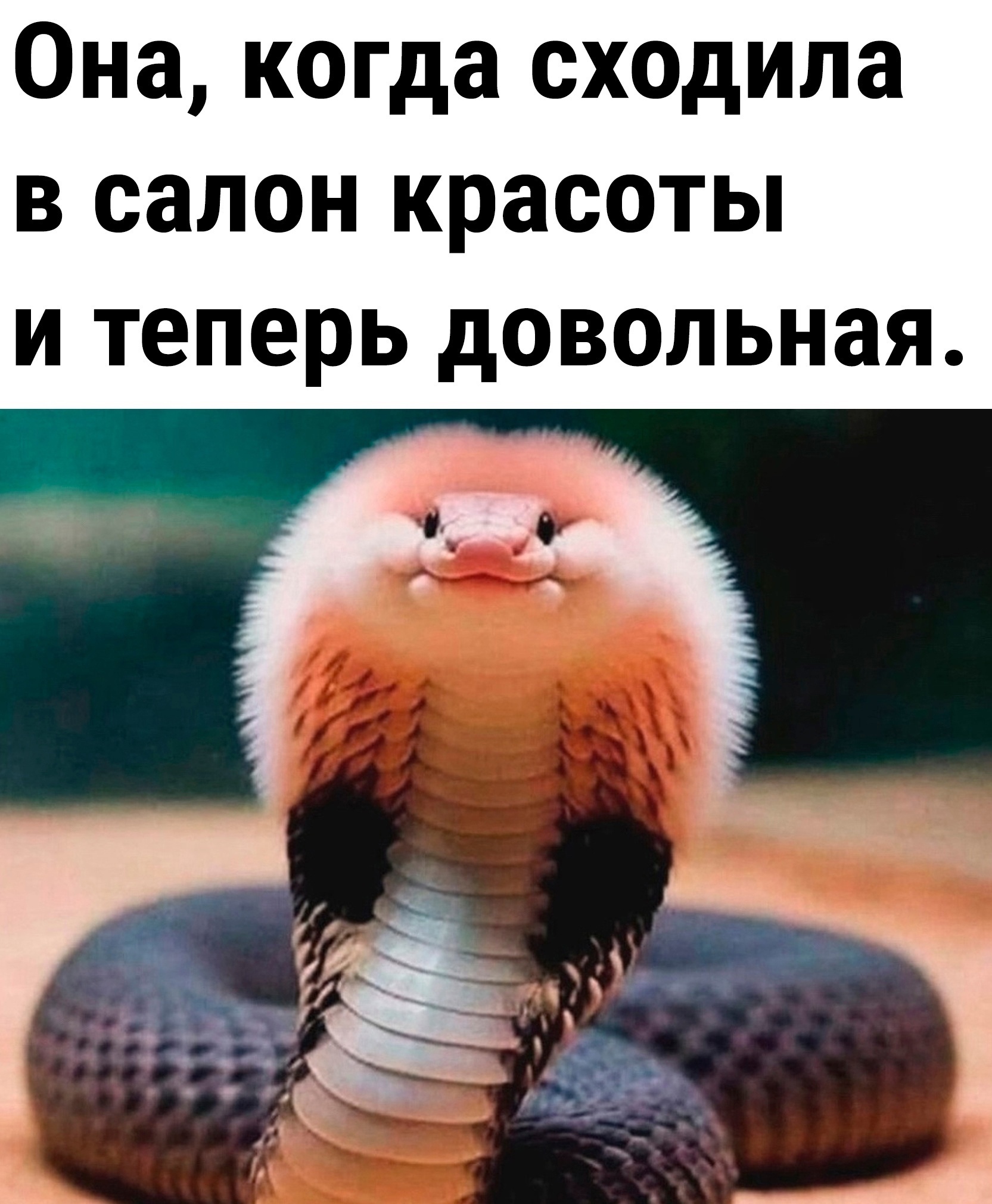 Beautiful, but still a cobra - Humor, Picture with text, beauty, Cobras, Snake, Repeat, Neural network art