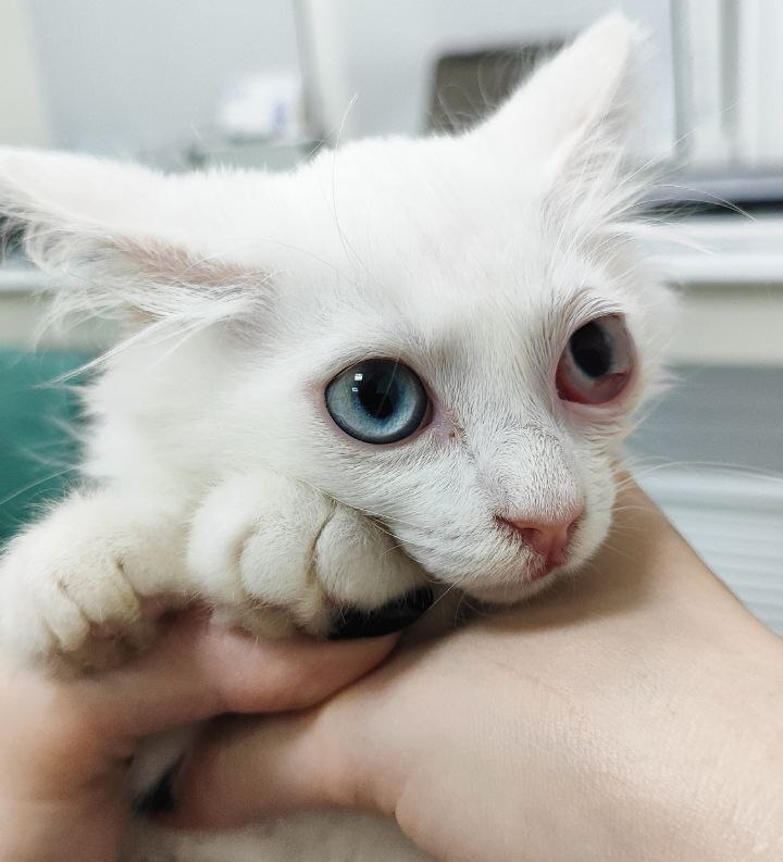 Continuation of the post “I can’t see him anymore” - My, Life stories, Veterinary, Pain, Negative, Animal abuse, cat, Надежда, Animal Rescue, Friend, Disease, Care, Cat lovers, Injury, The rescue, Longpost, Help, Reply to post