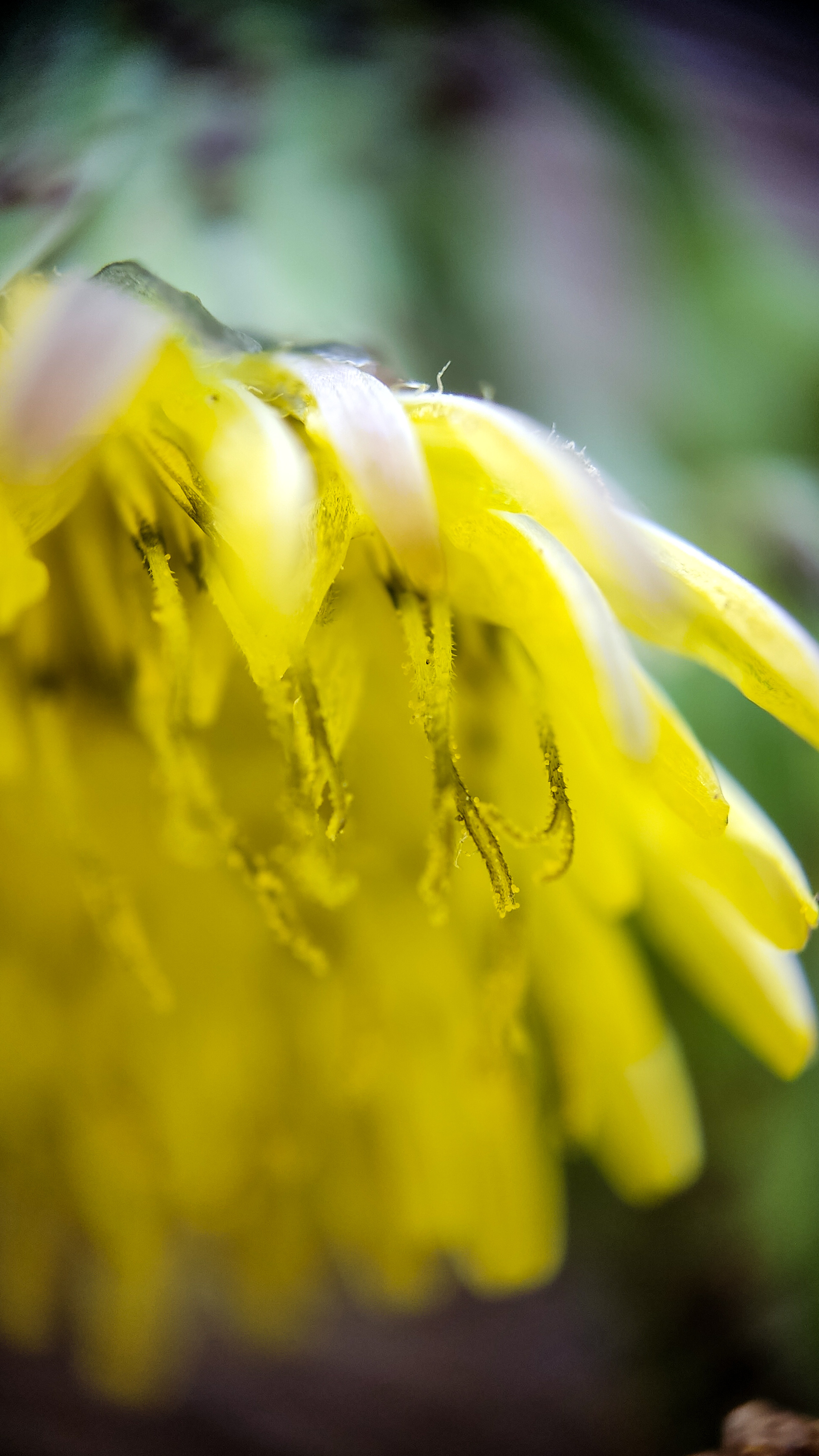 Photo project Let's take a closer look post No. 64. Garden sow thistle - My, Bloom, Macro photography, Garden, Nature, Gardening, Microfilming, Plants, Insects, Garden, The photo, Longpost