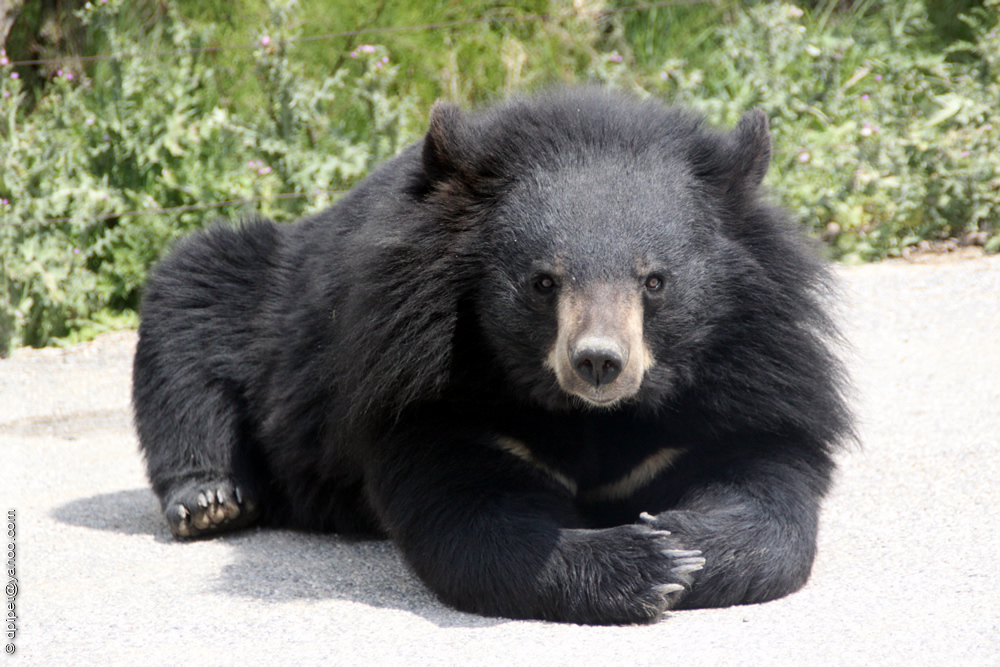 August 8 is International Himalayan Bear Day - The Bears, Himalayan bear, Predatory animals, Wild animals, Zoo, The photo, International day, Longpost