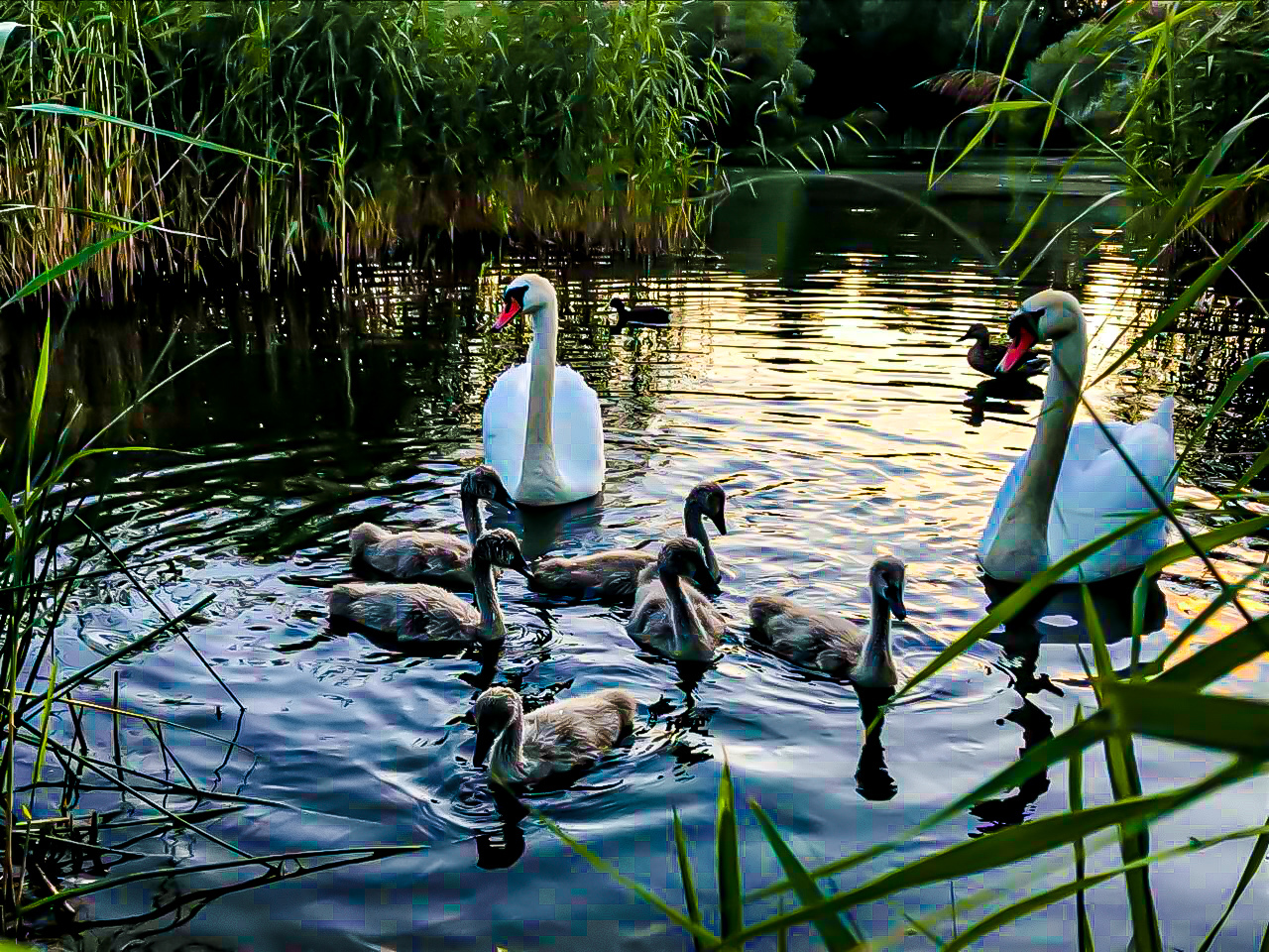 Swan family - My, Swans, Nature, Pond, Family, The photo