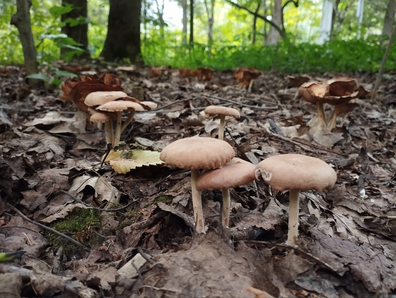 Mushrooms - My, Crossposting, Pikabu publish bot, Mushrooms