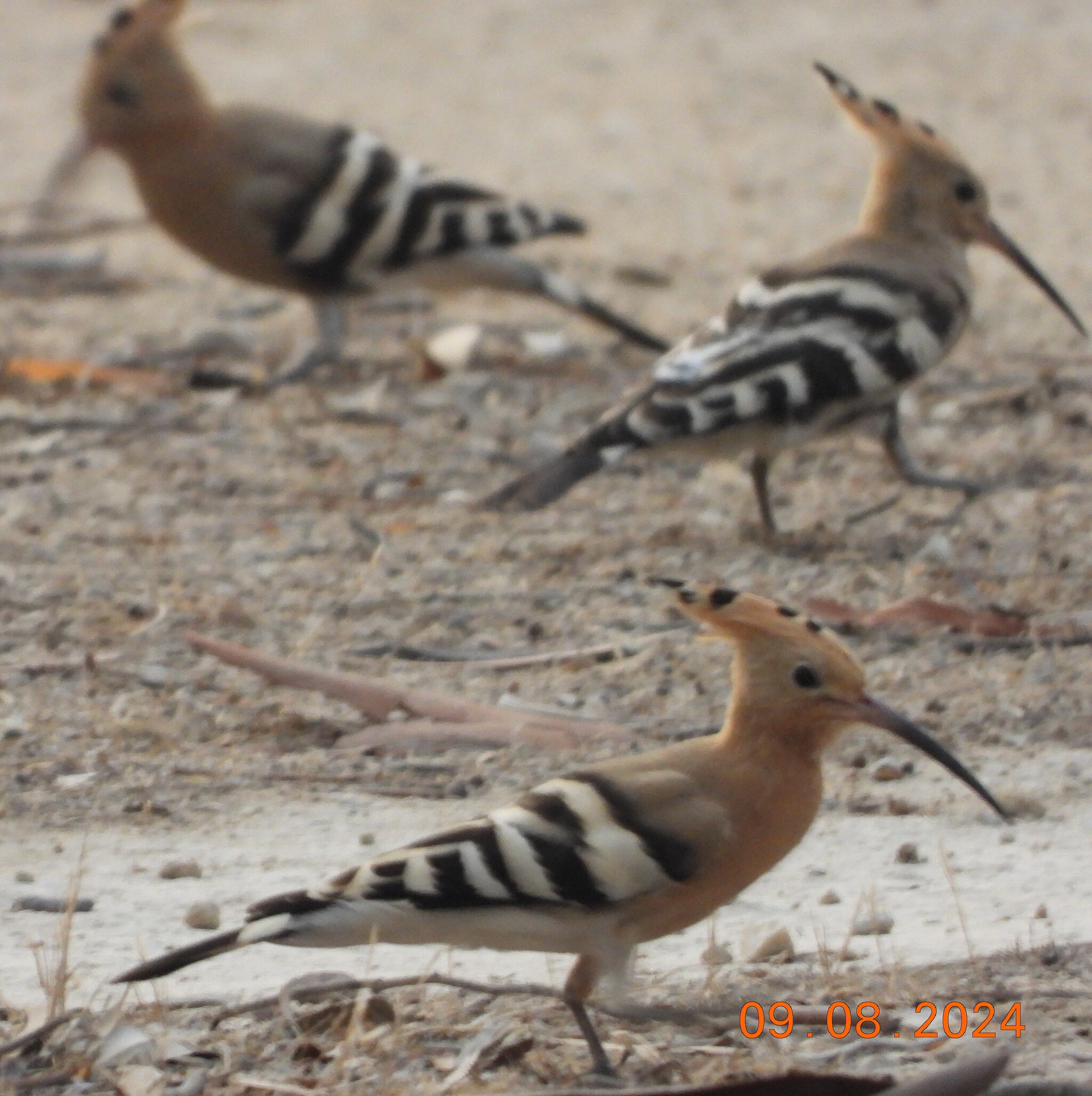 Here are the hoopoes - Birds, Ornithology, Bird watching, Hoopoe, Photo hunting, Ornithology League, In the animal world, The nature of Russia, Longpost, The photo