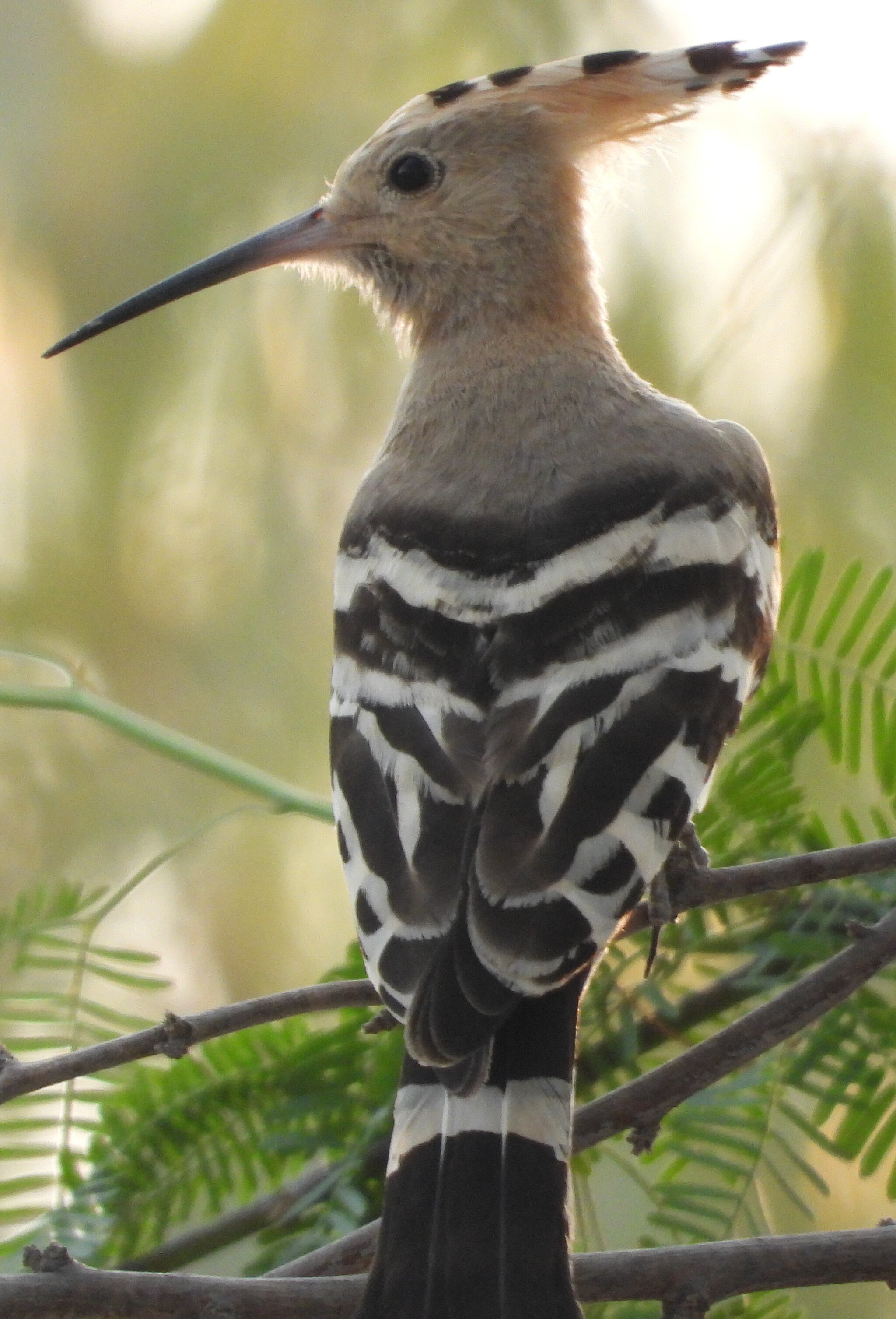 Here are the hoopoes - Birds, Ornithology, Bird watching, Hoopoe, Photo hunting, Ornithology League, In the animal world, The nature of Russia, Longpost, The photo